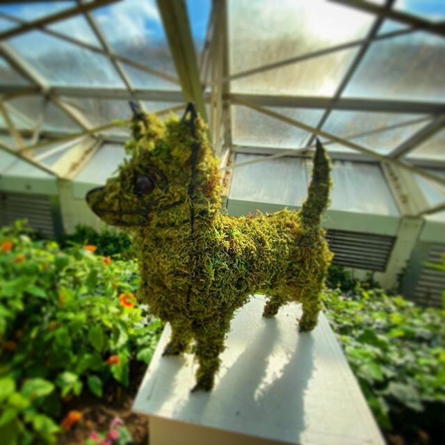 Nice display at FW Botanical - this is a chewy like my Blitz