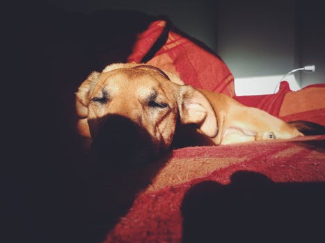 sackedoutdog.jpg