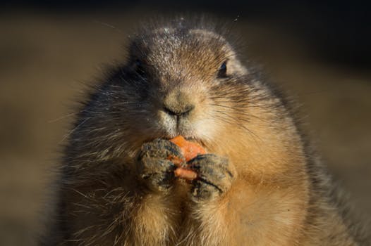 taste eating-animal-carrot-prairie-dog.jpg