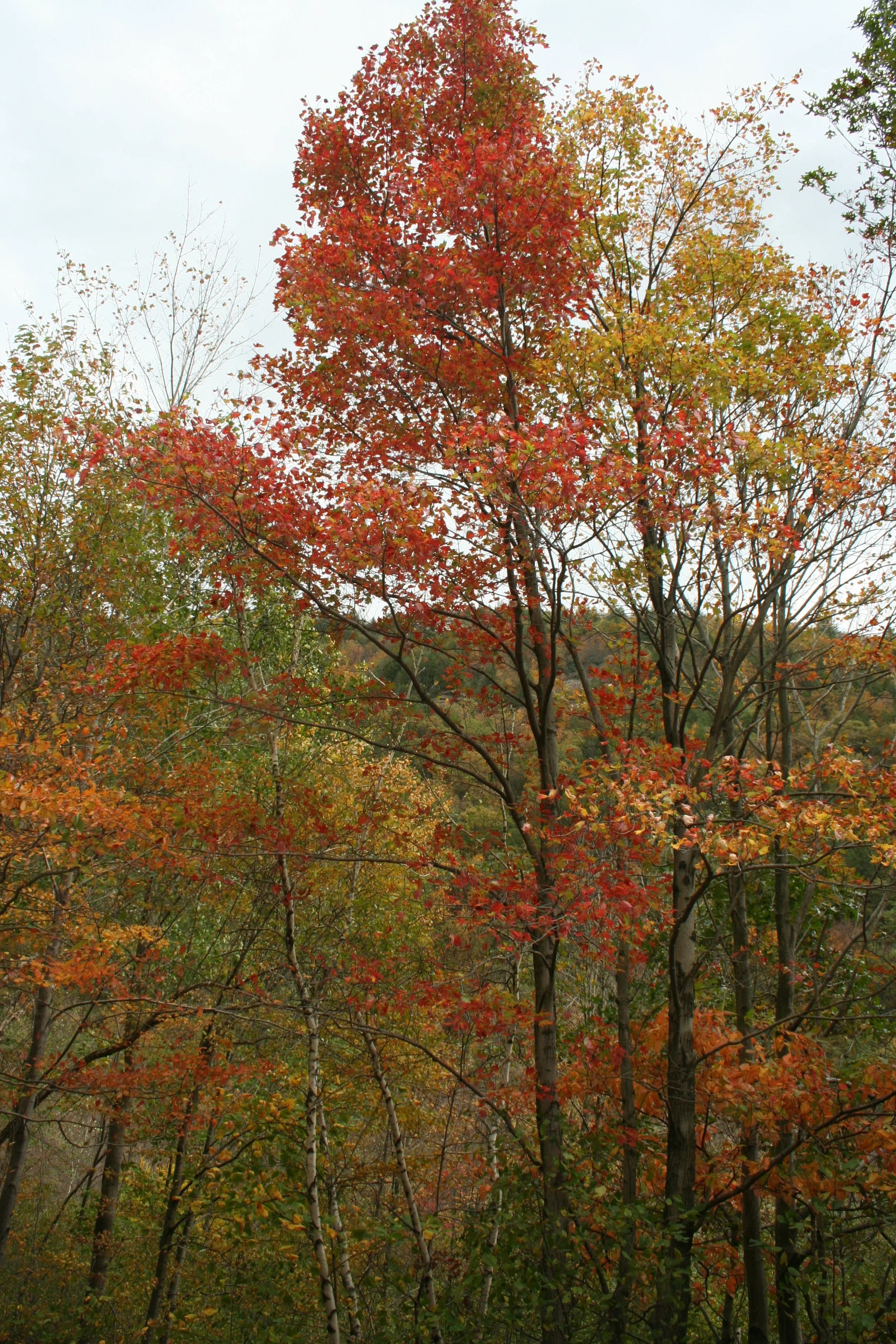 IMG_5613.JPG