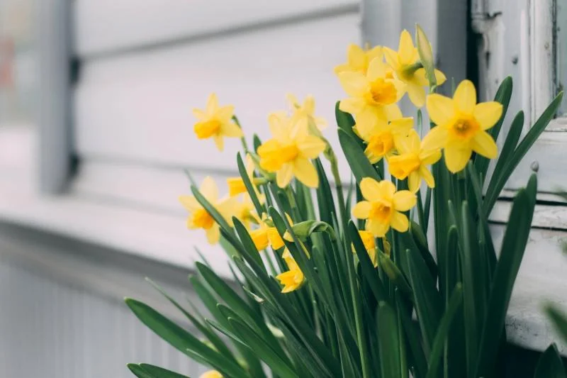 Sunshine, Spring and Moving Forward