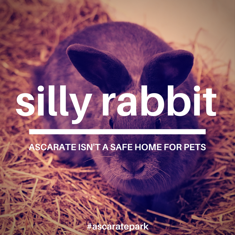 Domestic Animals in Ascarate Park