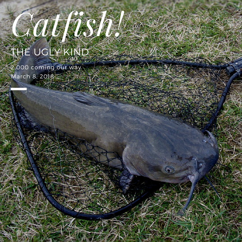 Trout! (1).png