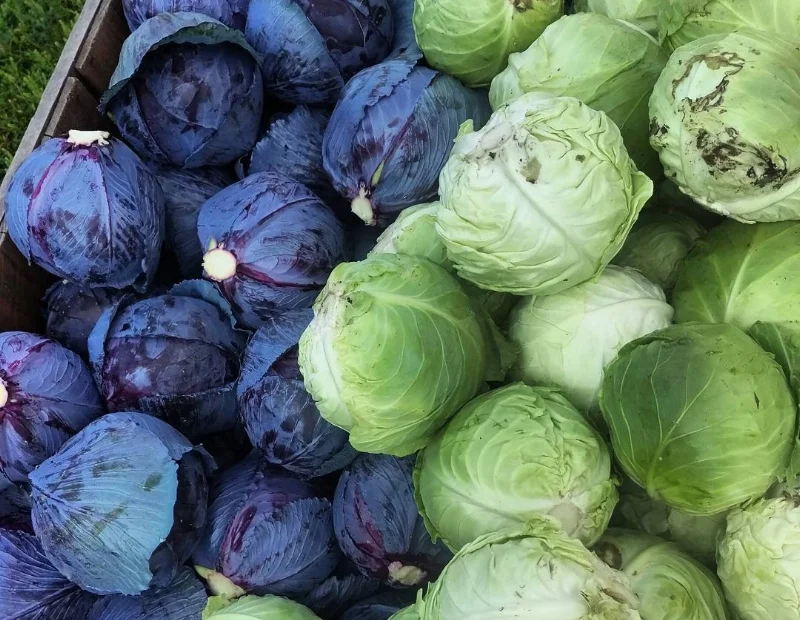 cabbage.jpg