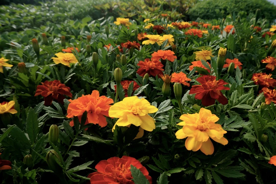Plant Sale 4.jpg