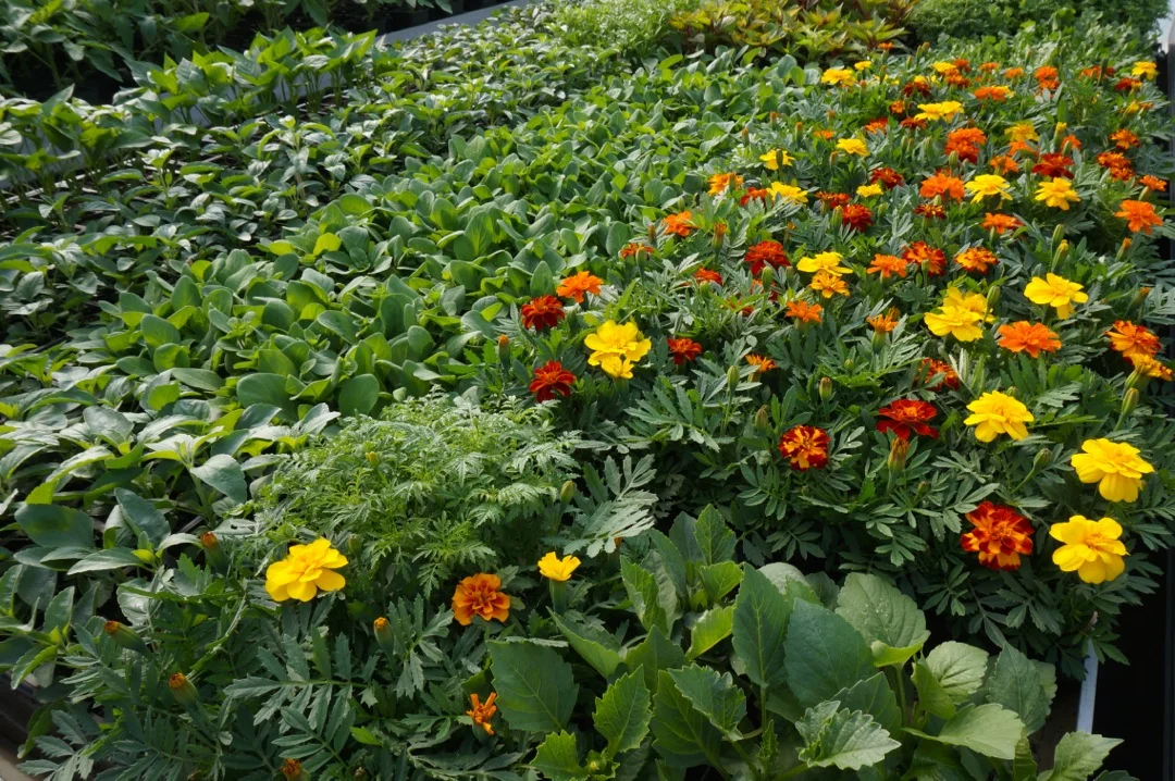 2016 Plant Sale 3.jpg