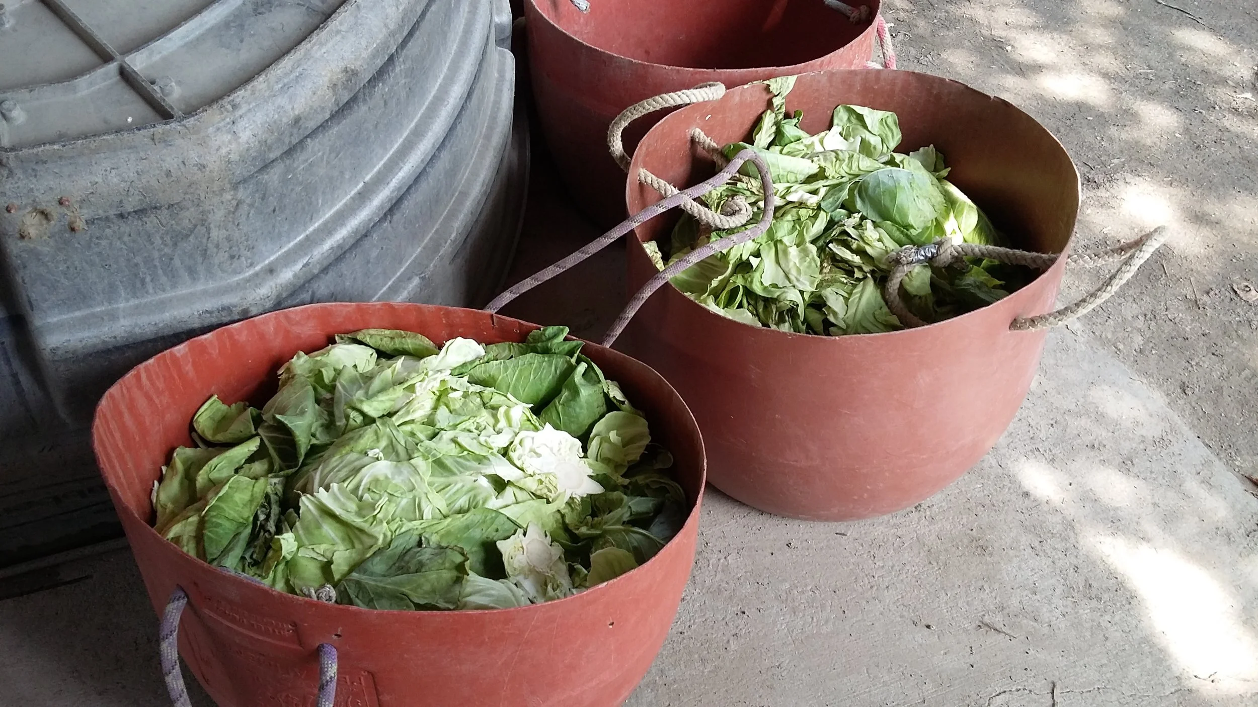 2018-07-27 olive barrels compost.jpg