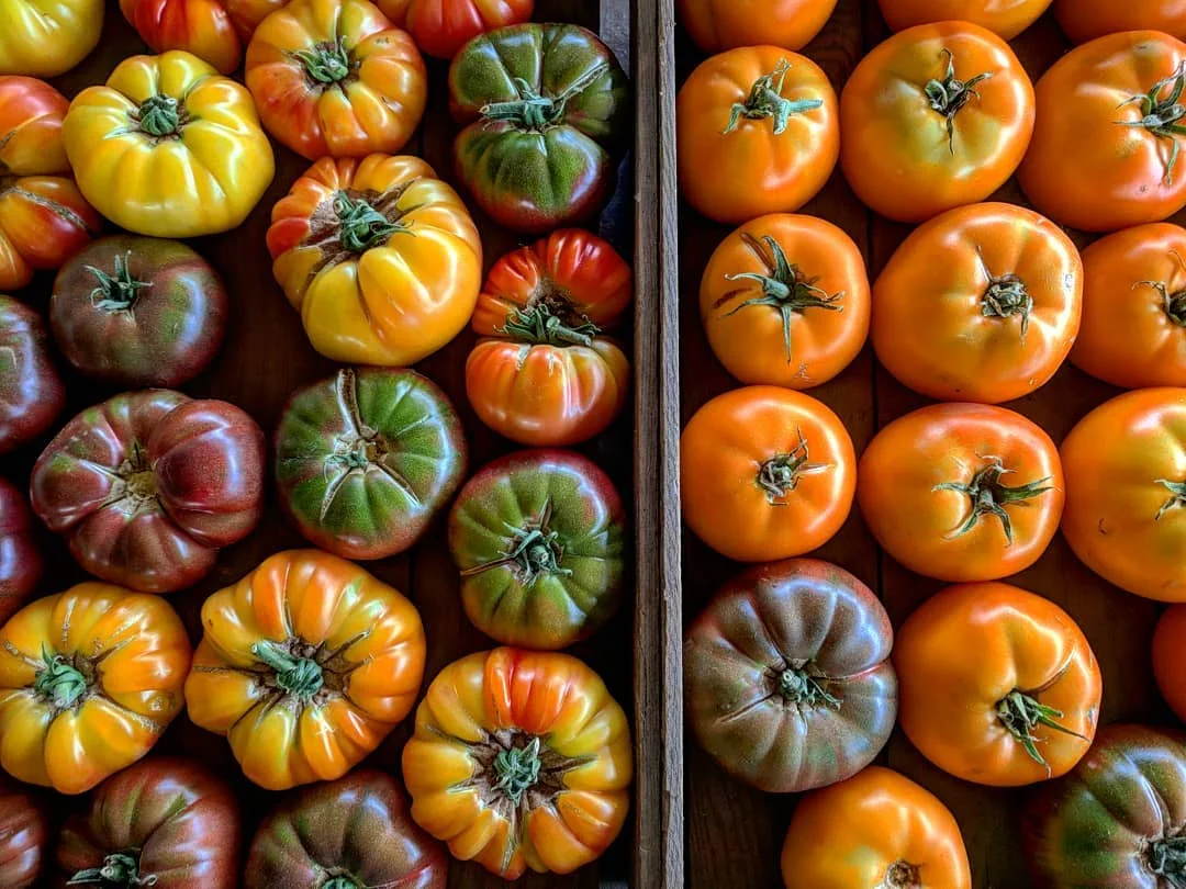 2018 first tomatoes.jpg
