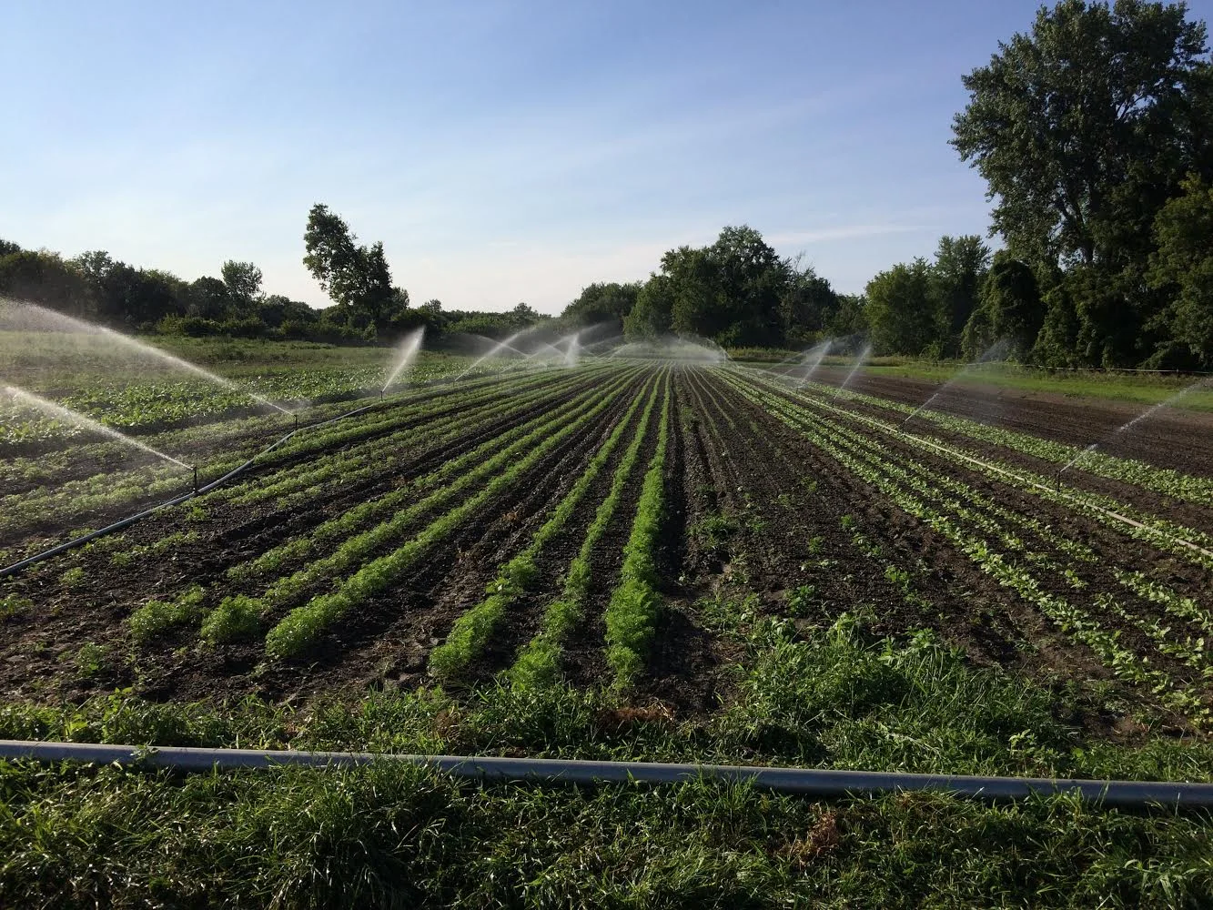 irrigation 2.jpg