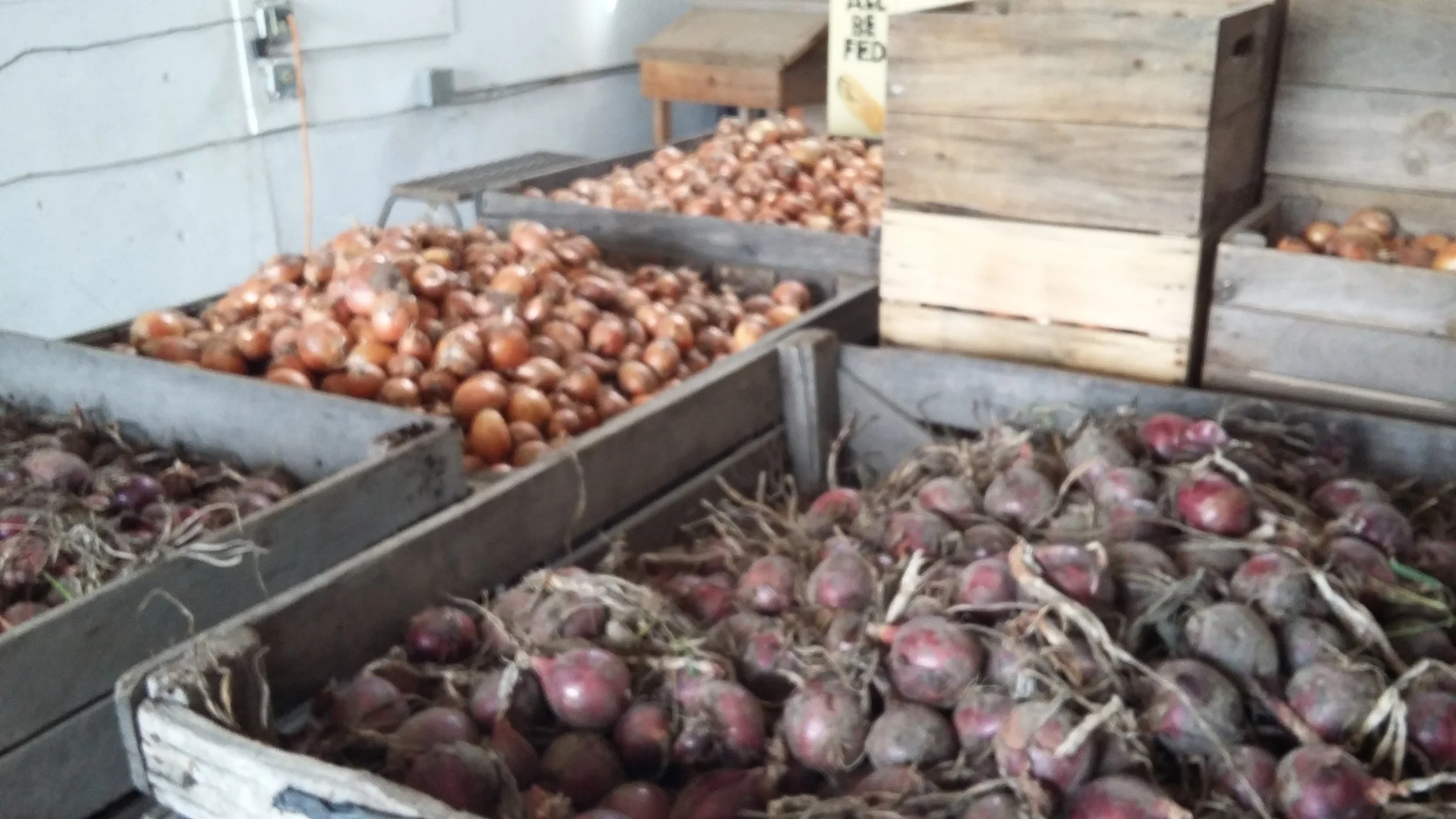 onions begin.jpg