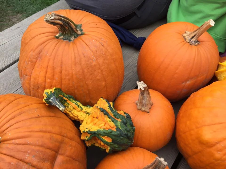 2016 pumpkins by Brenda Mitchell.jpg