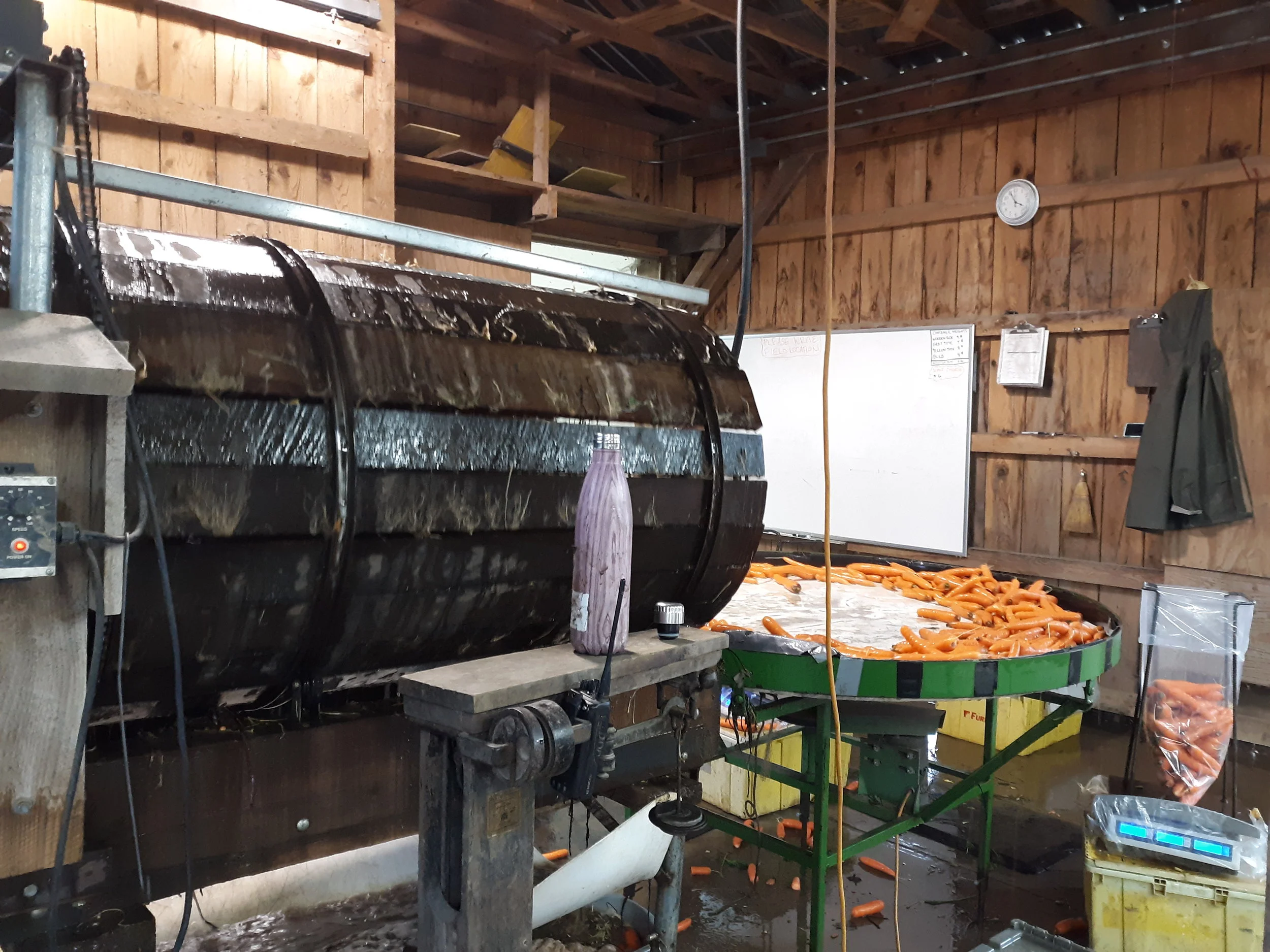 Carrots are cleaned in the roots washer.