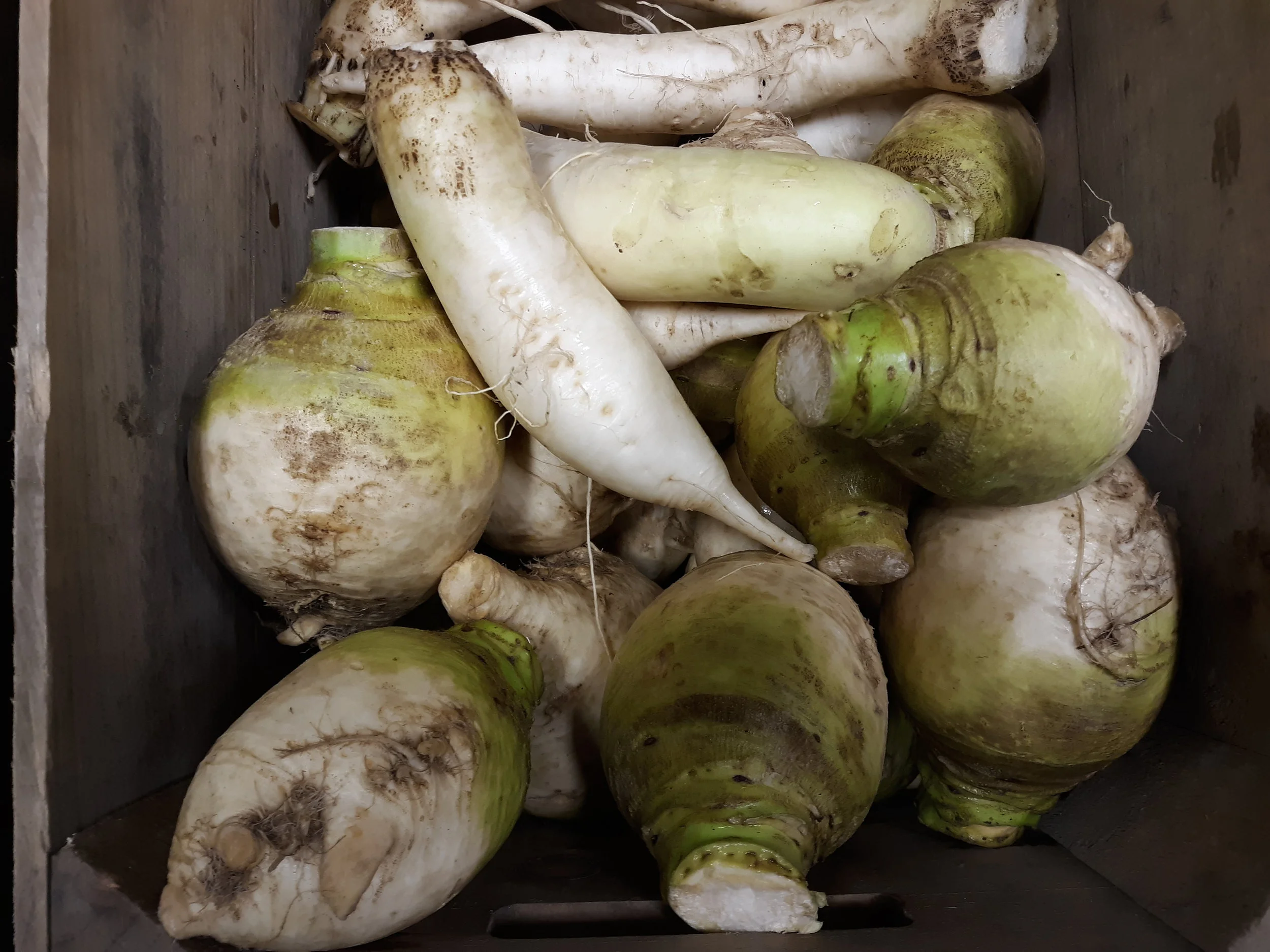 Daikon is long and skinny (top), gilfeather is more round and stubby (bottom.)