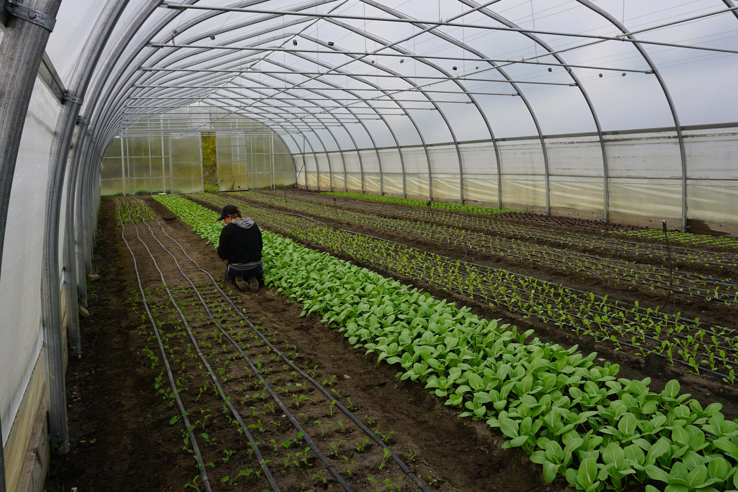 Intervale Community Farm