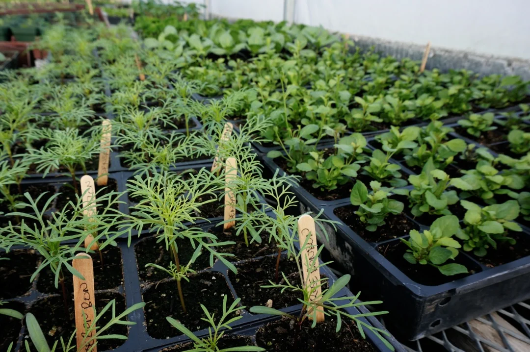 Plant Sale 1.jpg