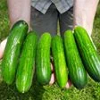 Early cucumbers