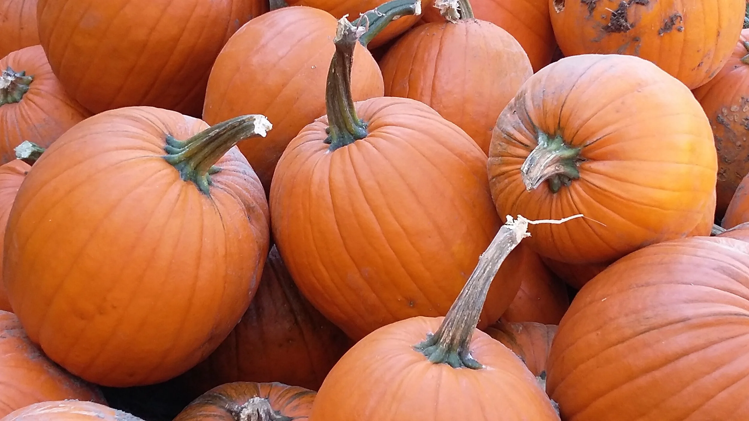 Pumpkins!