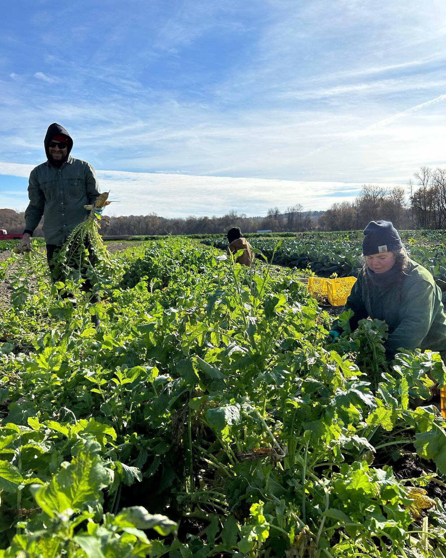 Late fall days in the roots, cabbages, and radicchios