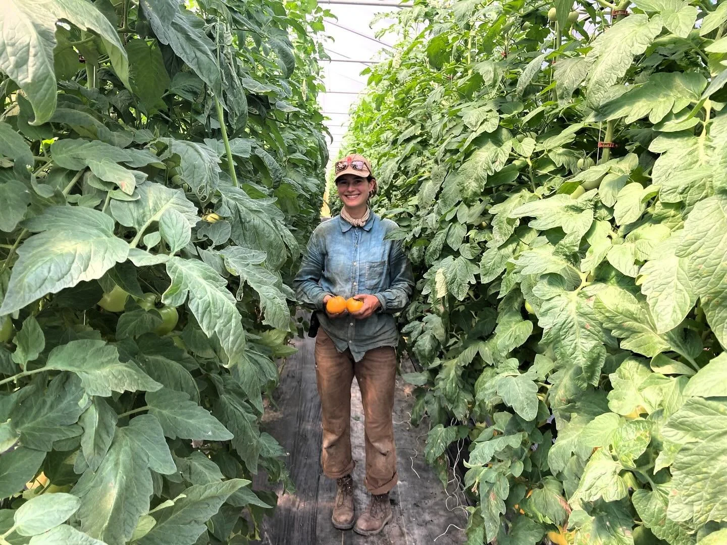 ICF is hosting a high tunnel workshop this Tuesday (10/14) from 3-5:30! This workshop is free and open to everyone, no registration required. We will talk about tunnel management, and hone in on the transition from summer to winter crops. UVM personn