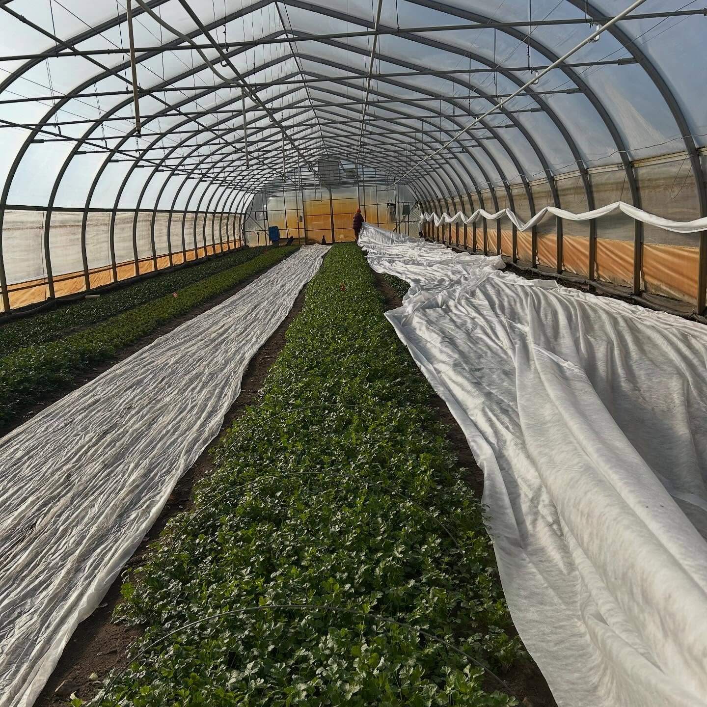 Pop up Holiday Market tomorrow Dec 18th 2-6 pm
Stock up on roots, squashes, cabbages, and herbs for your holiday feasts :) 282 intervale road. Cash, check, or bill to your farm account.