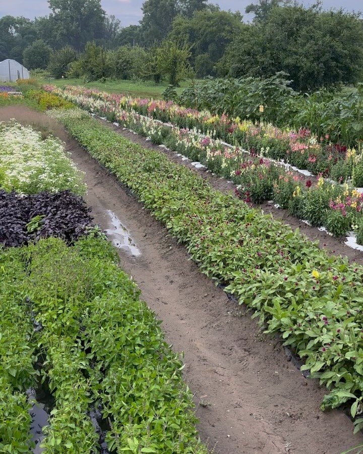 Home farm scenes from last year&hellip; they&rsquo;ll be back soon💞