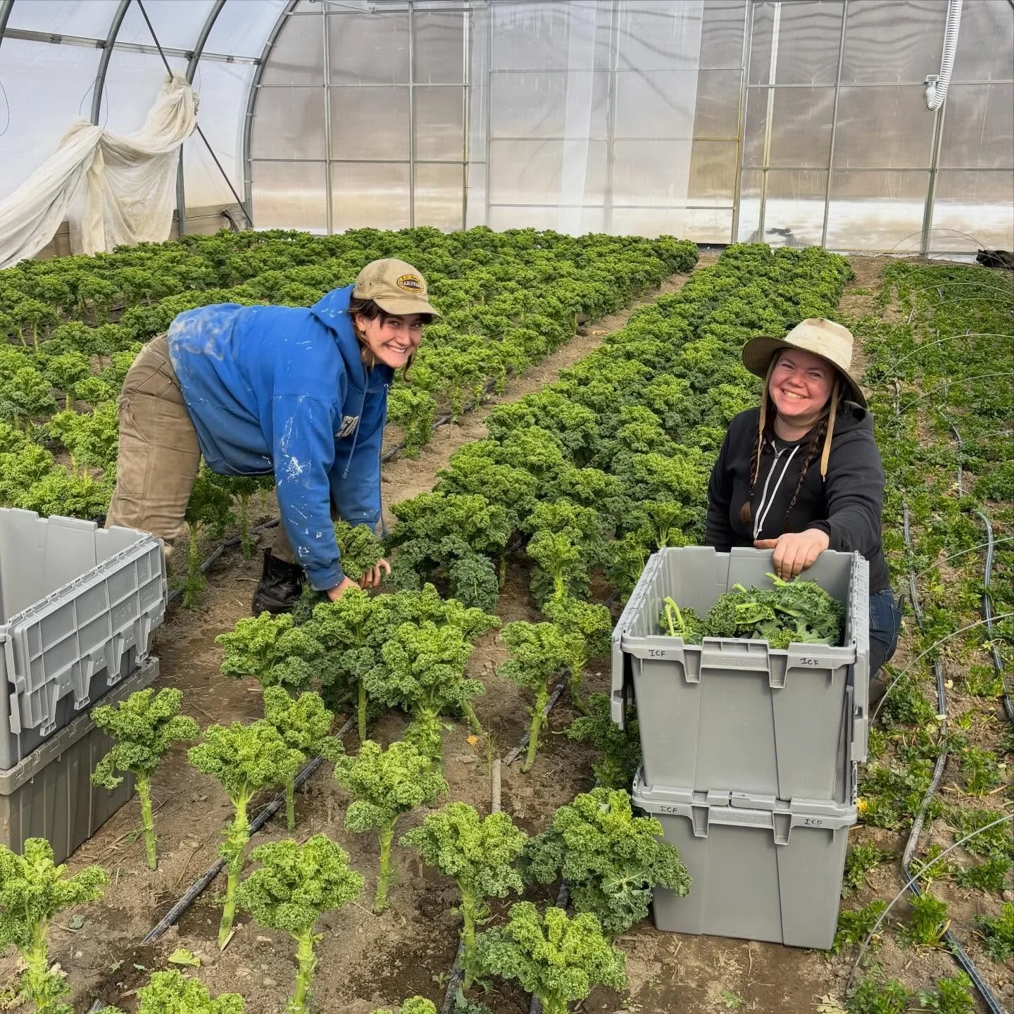 With another tunnel in production this winter we are swimming in spring greens! We are trialing a small number of weekly spring greens shares. Take home a few pounds of spinach/baby lettuce/kale/herbs with some bonus roots for the next 6 weeks. Email