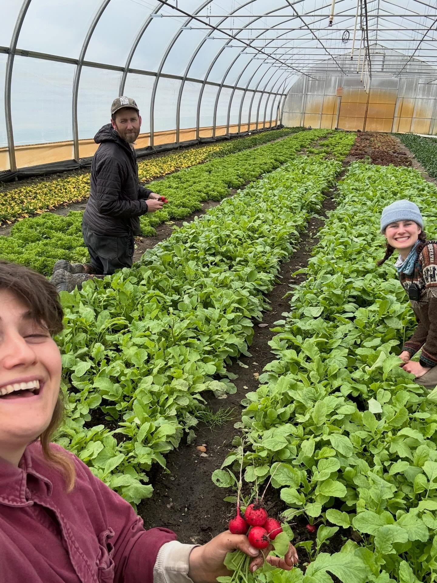 Fun to be hanging out together and harvesting bunching radishes 🫜 We only have these cuties at a couple pickups of the whole year, and one of those is THIS Thursday! Andddddd it&rsquo;s a pop-up too, so anyone can snag some yummy little radishes. Co