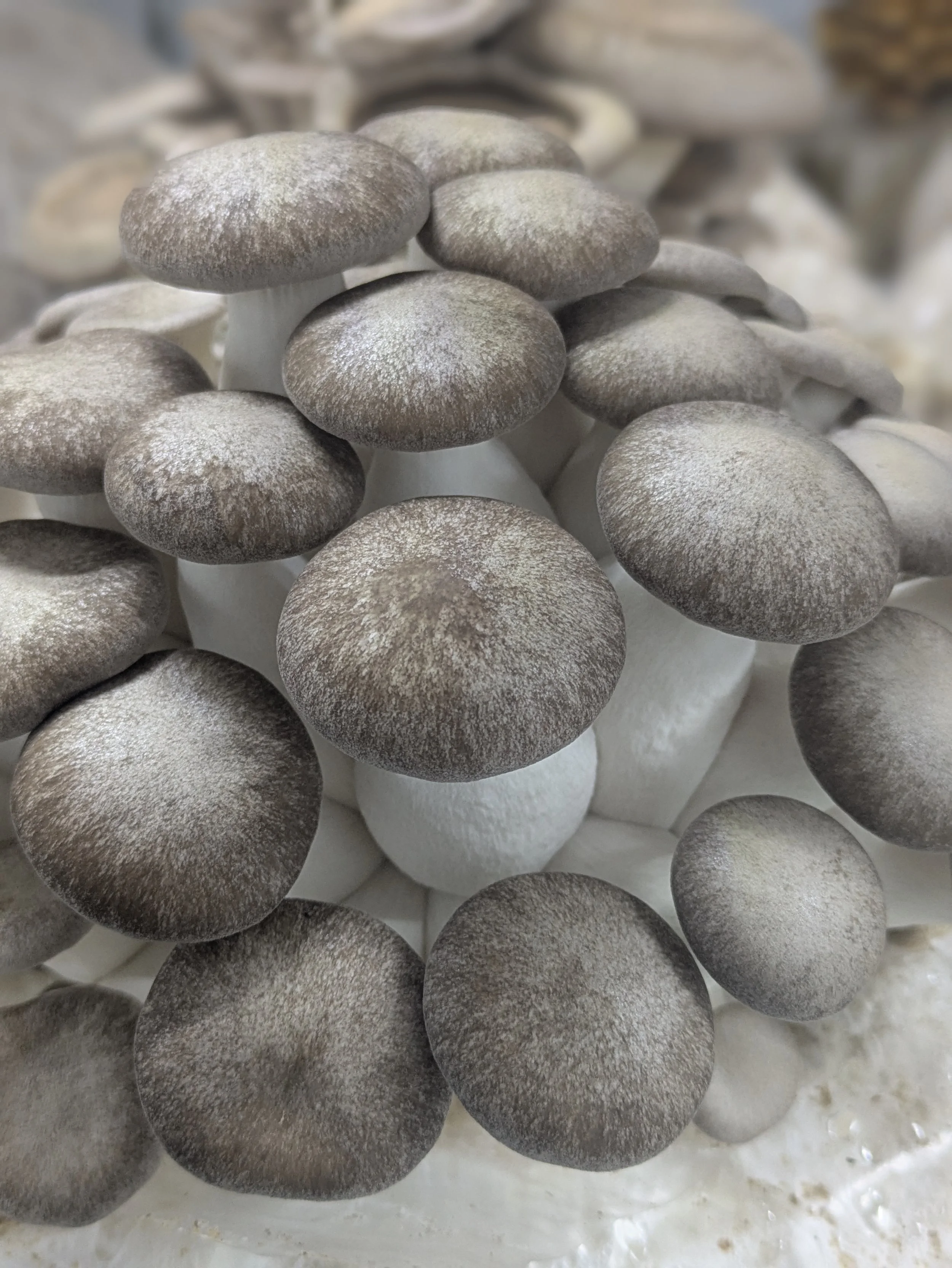 Mushrooms!!