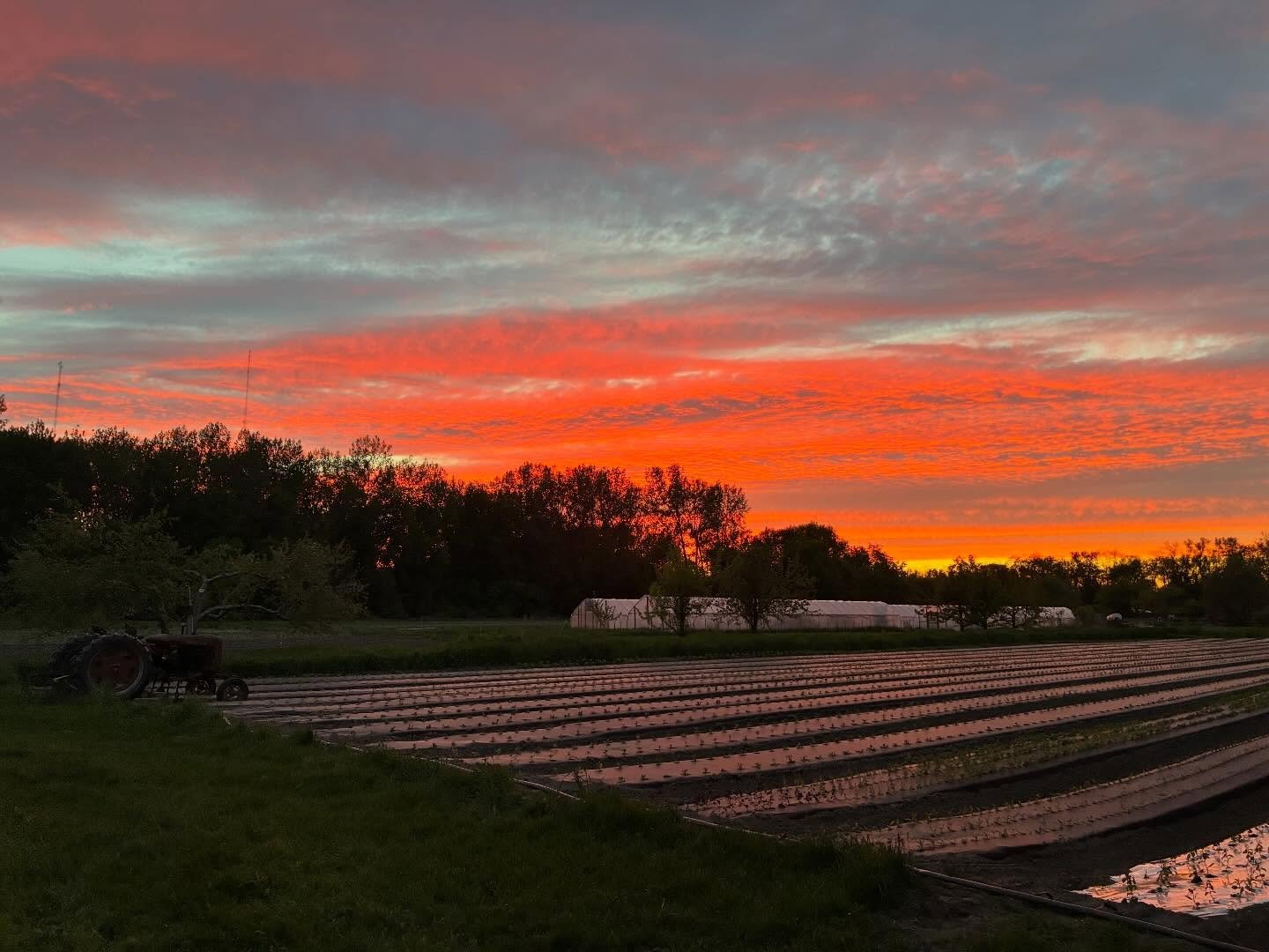 Gorgeous sunset over home farm, the first tomato prune and our new mower with our very old tractor 💙