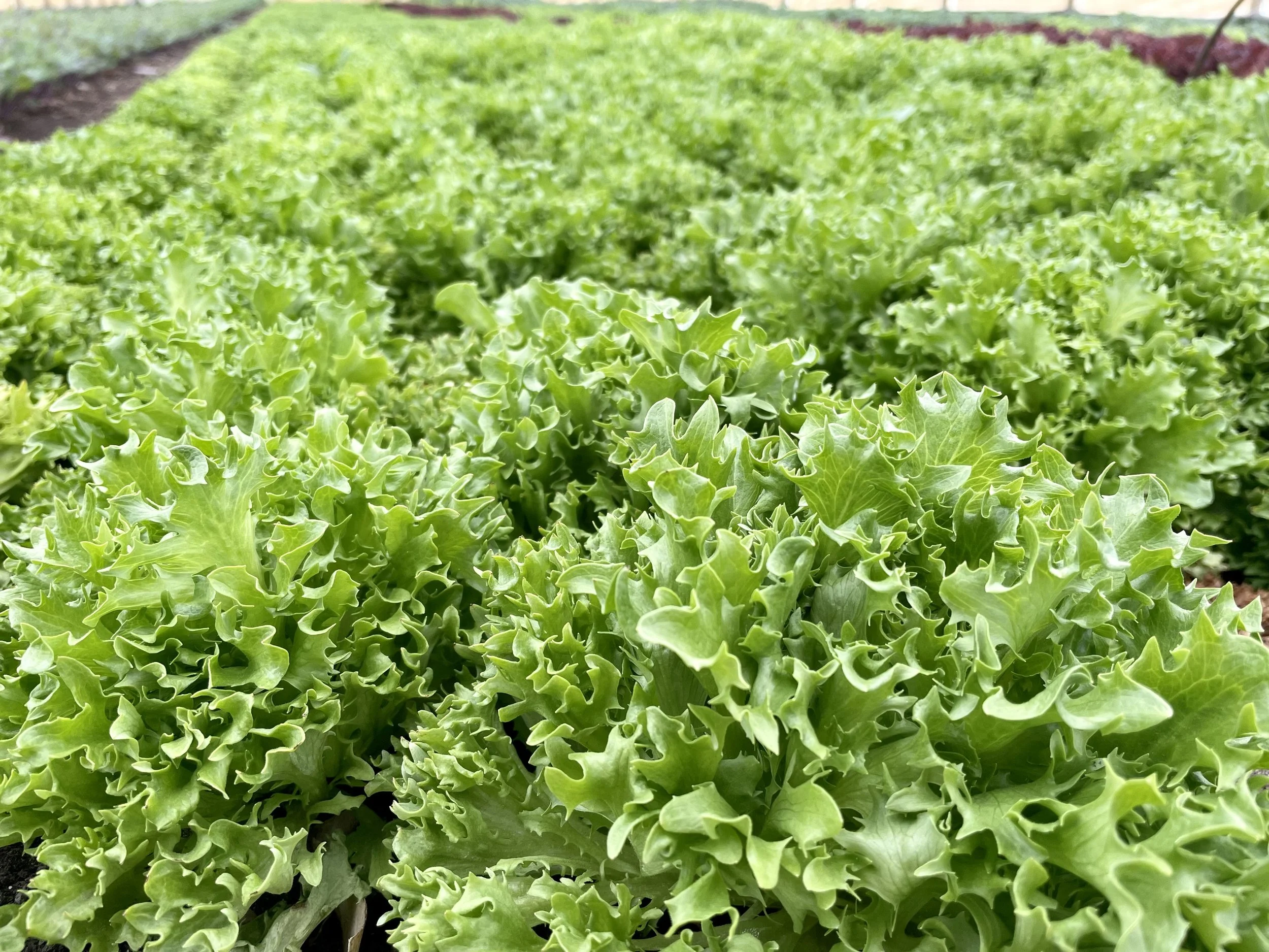 Intervale Community Farm