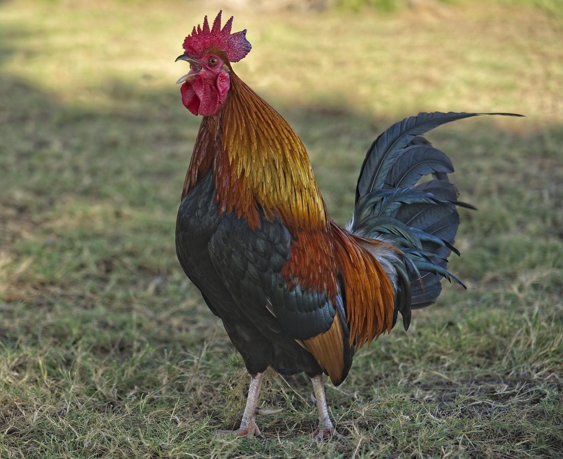 When Do Roosters Start Crowing — Brimwood Farm