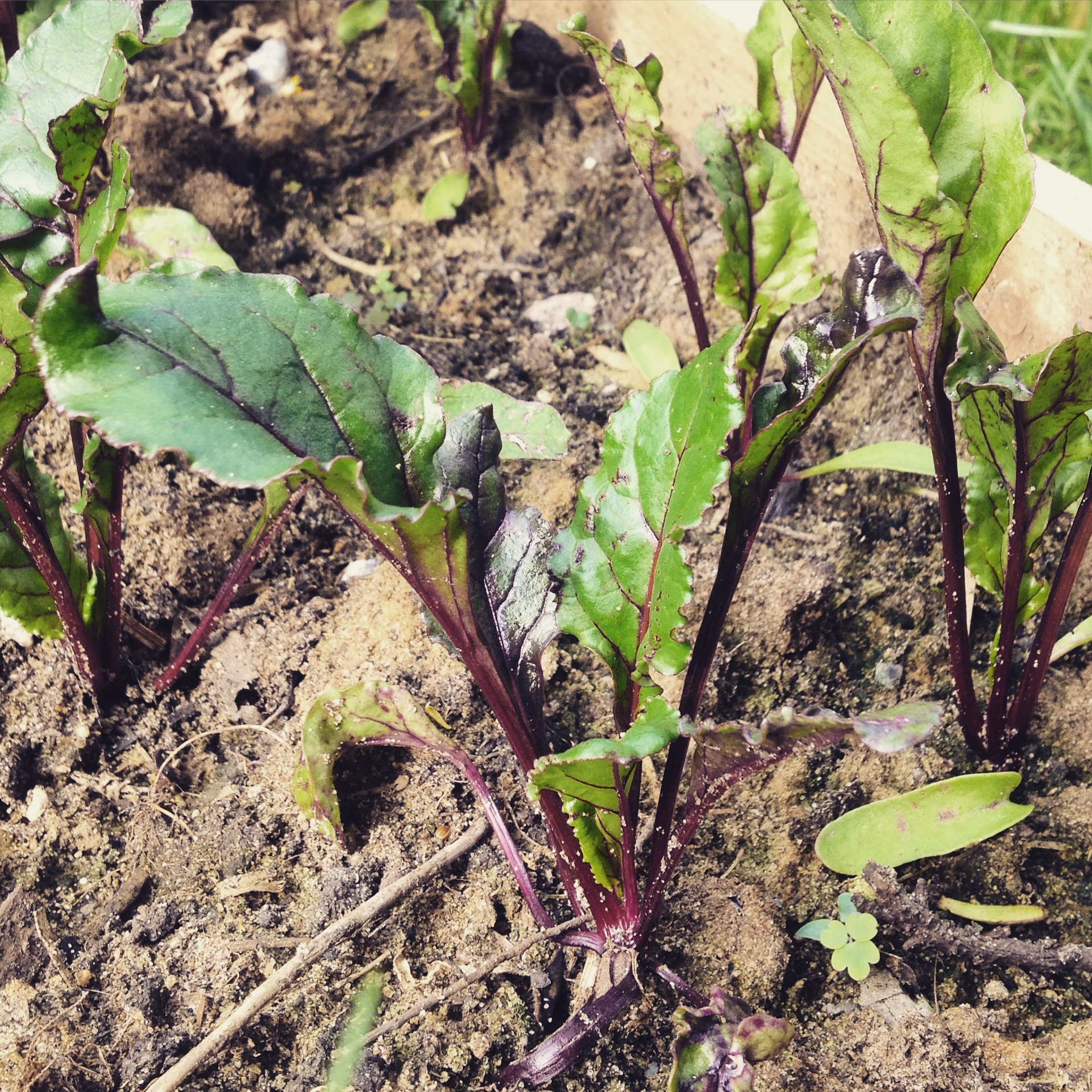 Early beets growing in a raised bed.