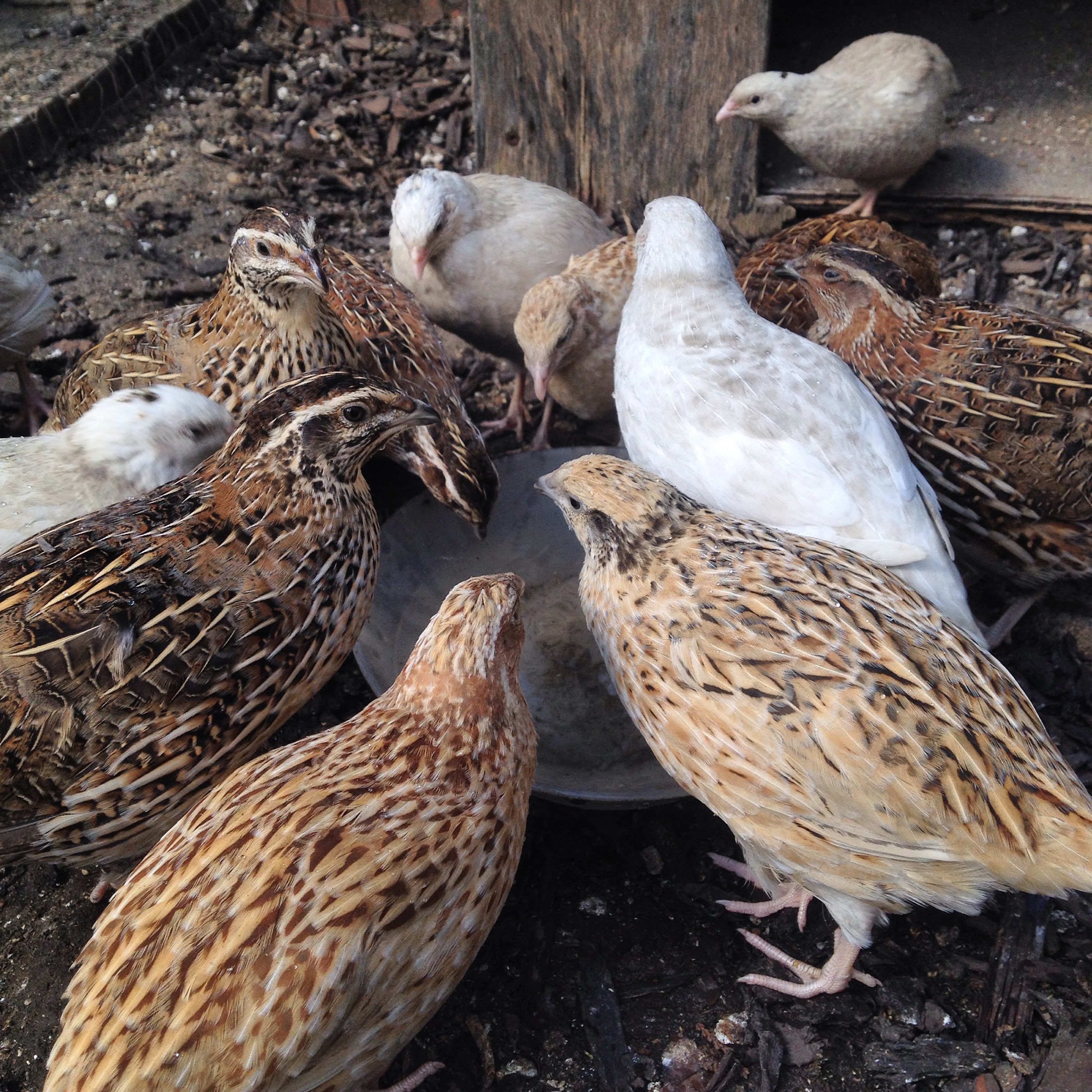 japanese quail farming