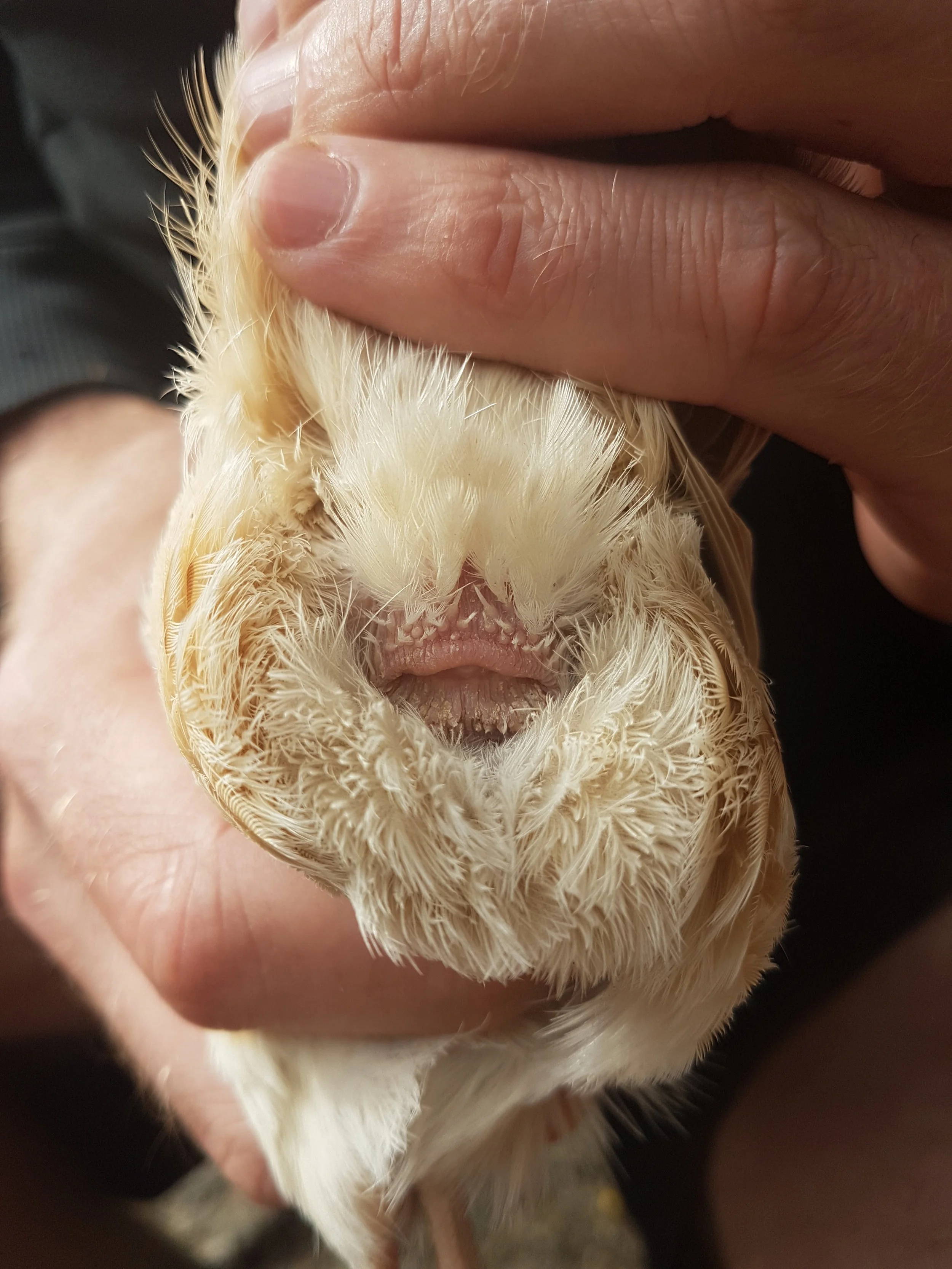 Coturnix Quail Sexing Males And Females — Brimwood Farm 