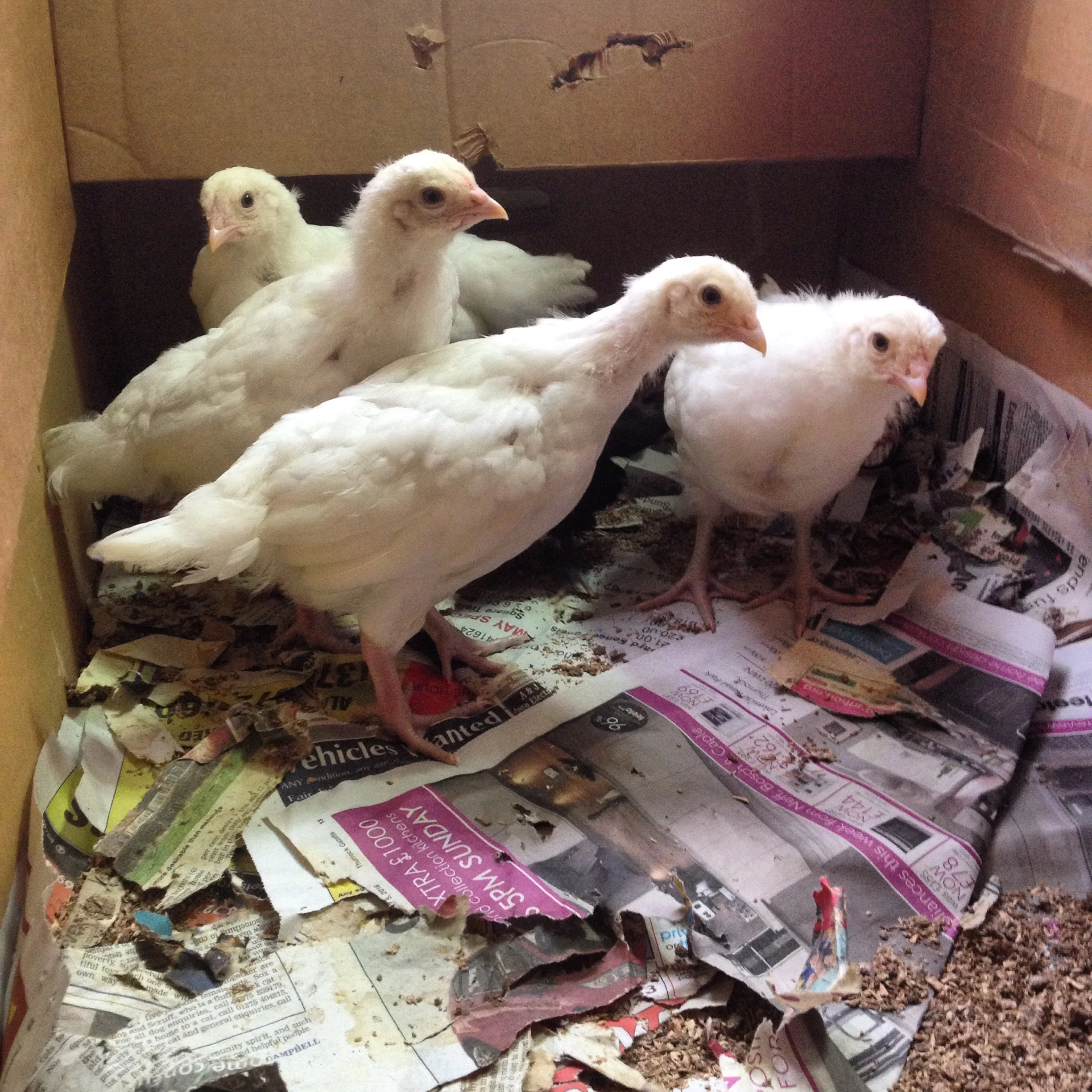 Four young Ixworth chicks