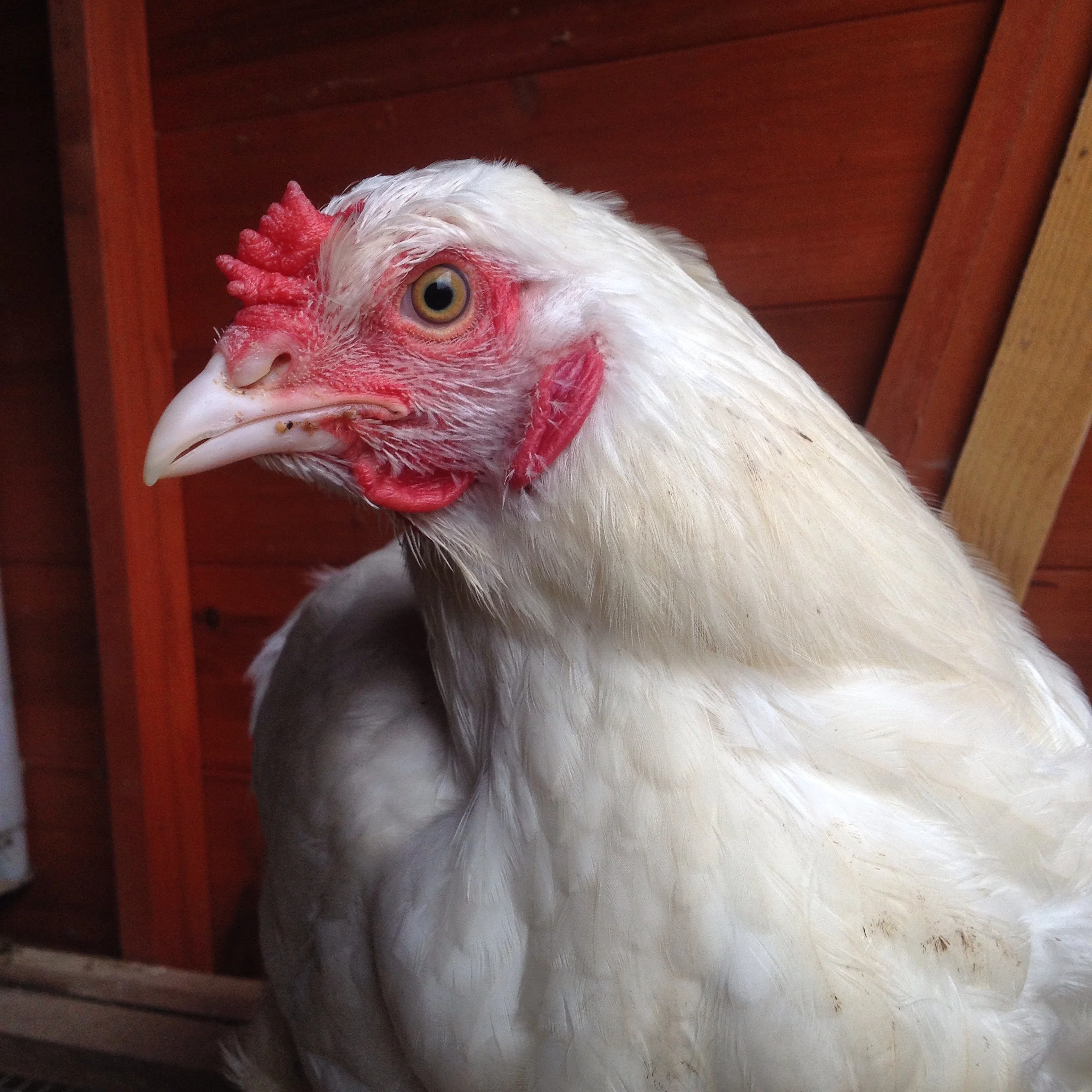 Juvenile Ixworth cockerel