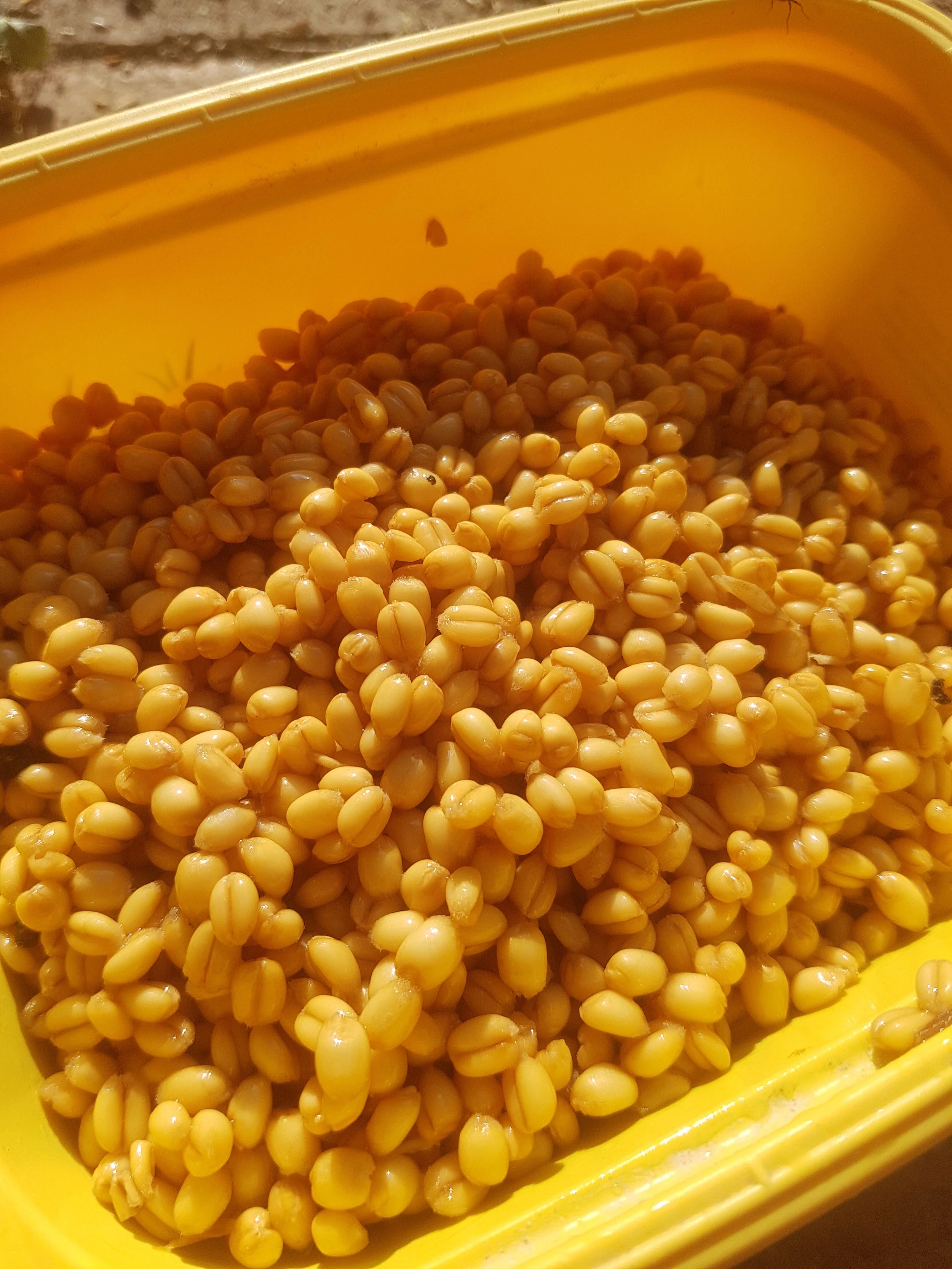 FERMENTED GRAINS REDUCING CHICKEN FEED COSTS — Brimwood Farm