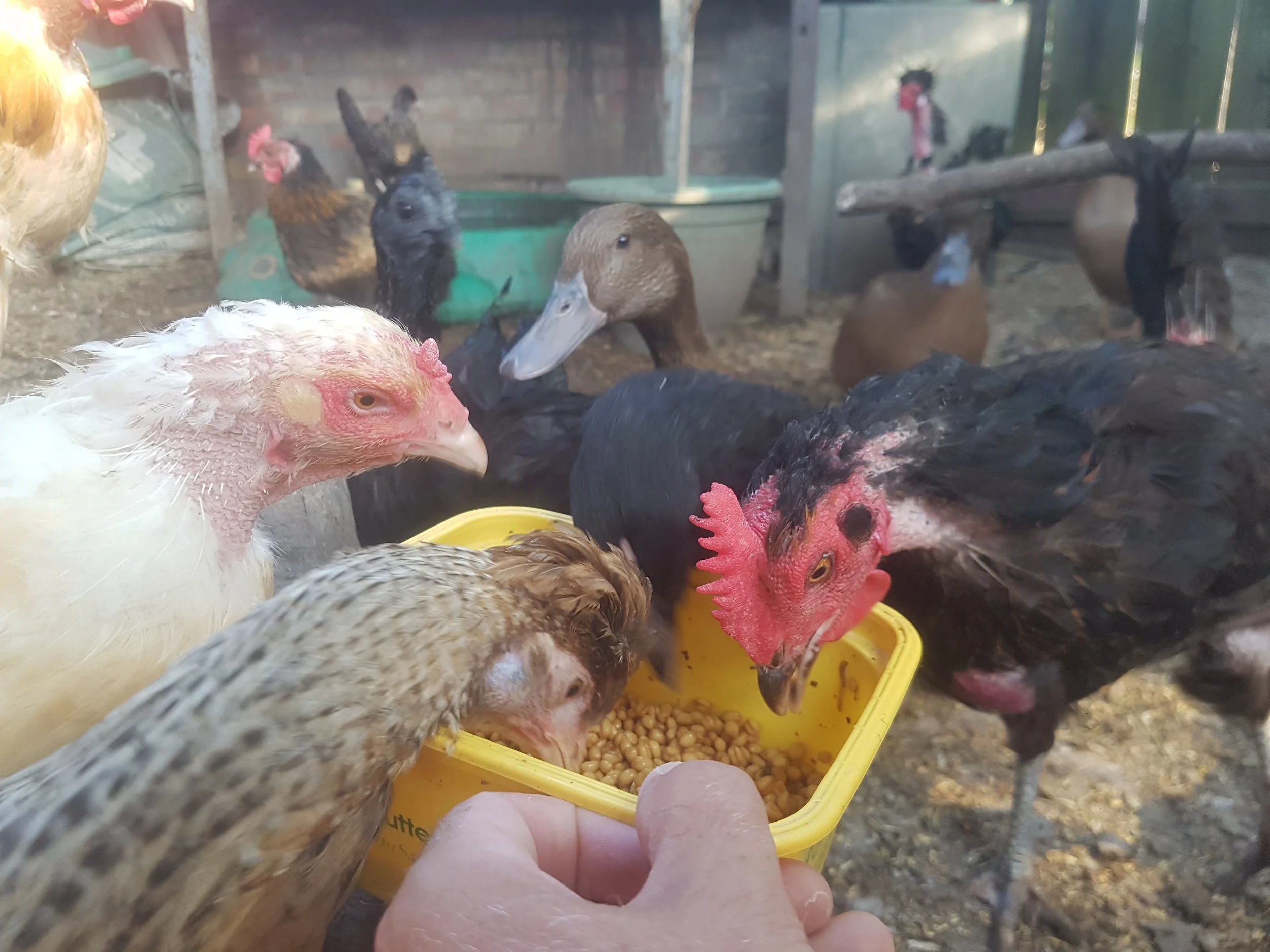 The chickens and ducks tuck in.