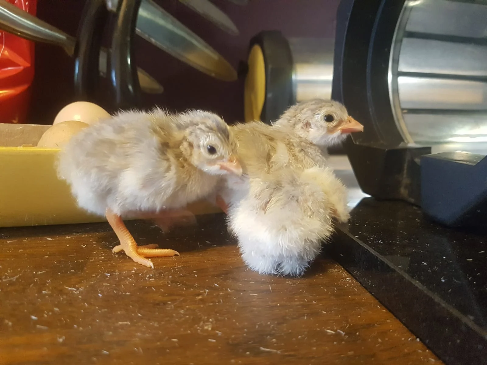 With any luck you'll soon have babies. Here are THREE (can you see them?) guinea fowl keets I hatched from mail order eggs.