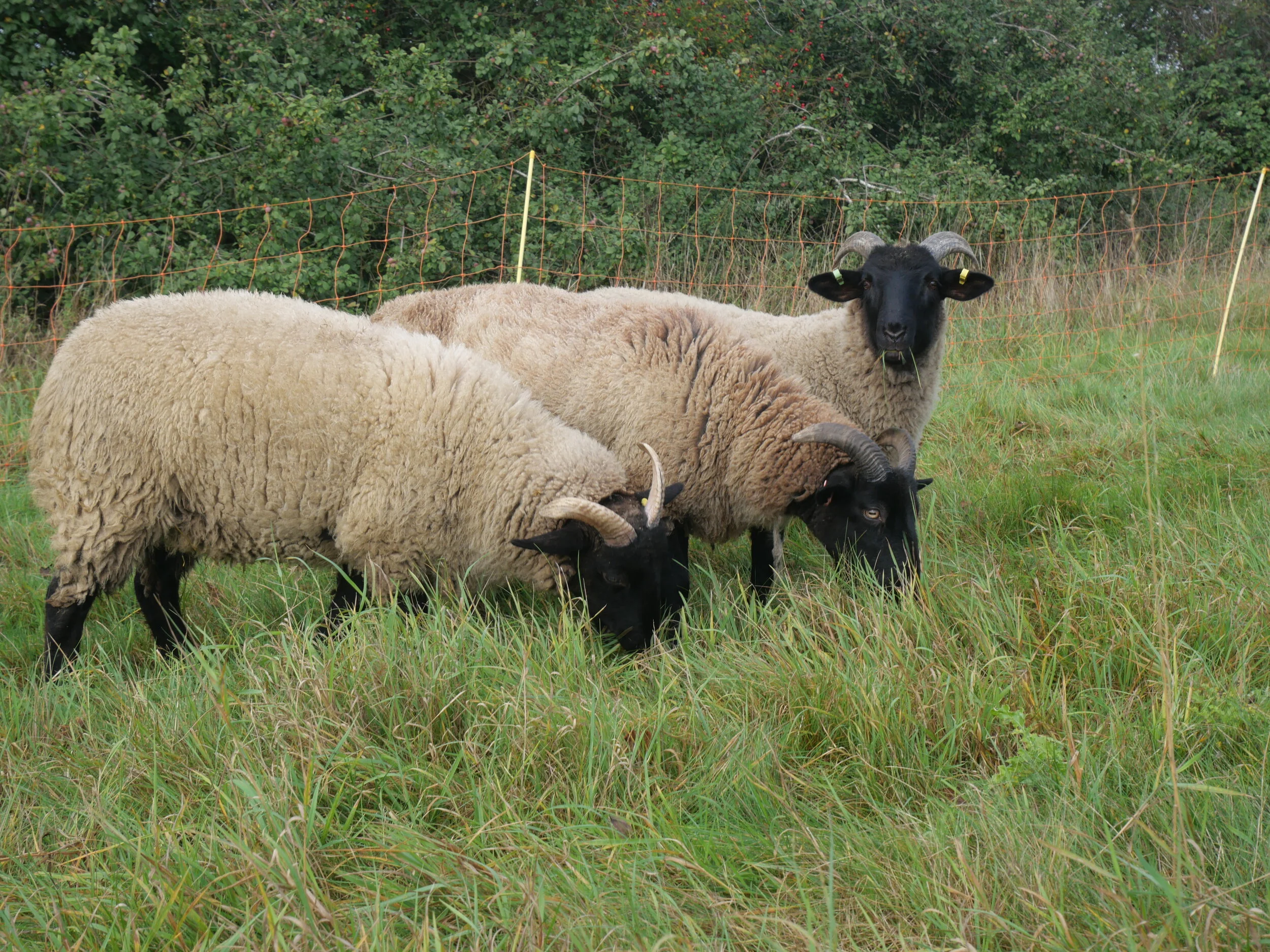 Top Tips for Buying Sheep — Brimwood Farm