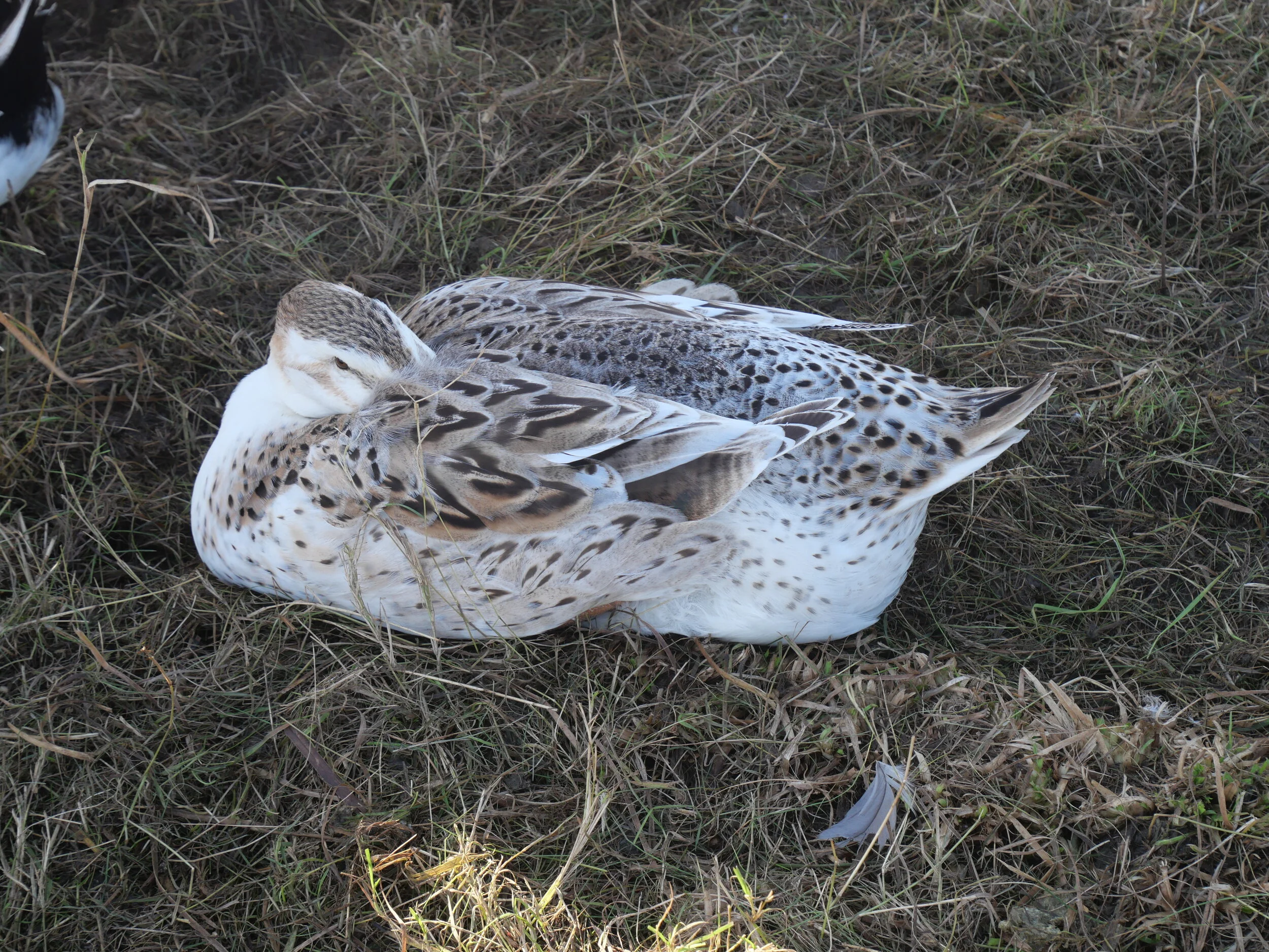 New Hatching Eggs For Sale — Brimwood Farm