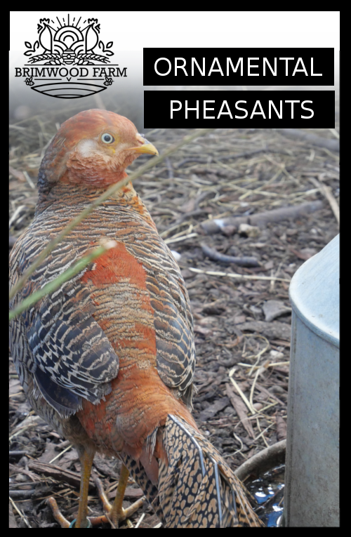 STARTING WITH ORNAMENTAL PHEASANTS