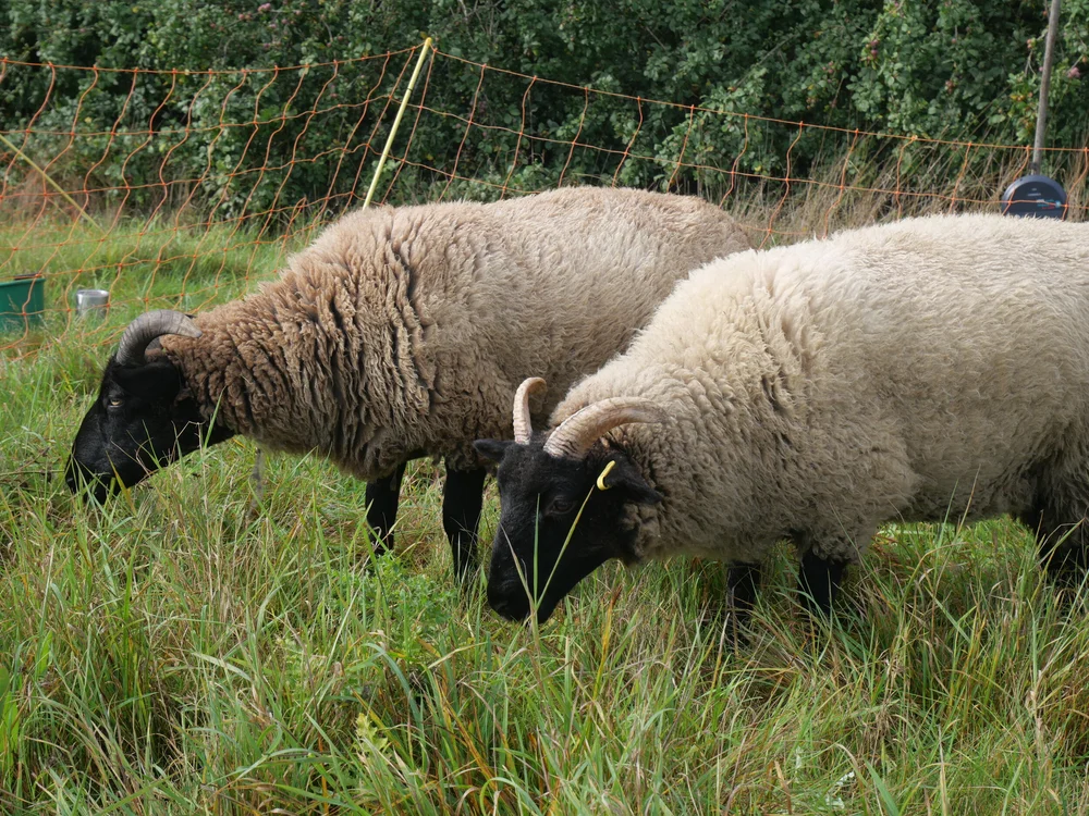 HOW TO TELL IF YOUR SHEEP IS PREGNANT — Brimwood Farm