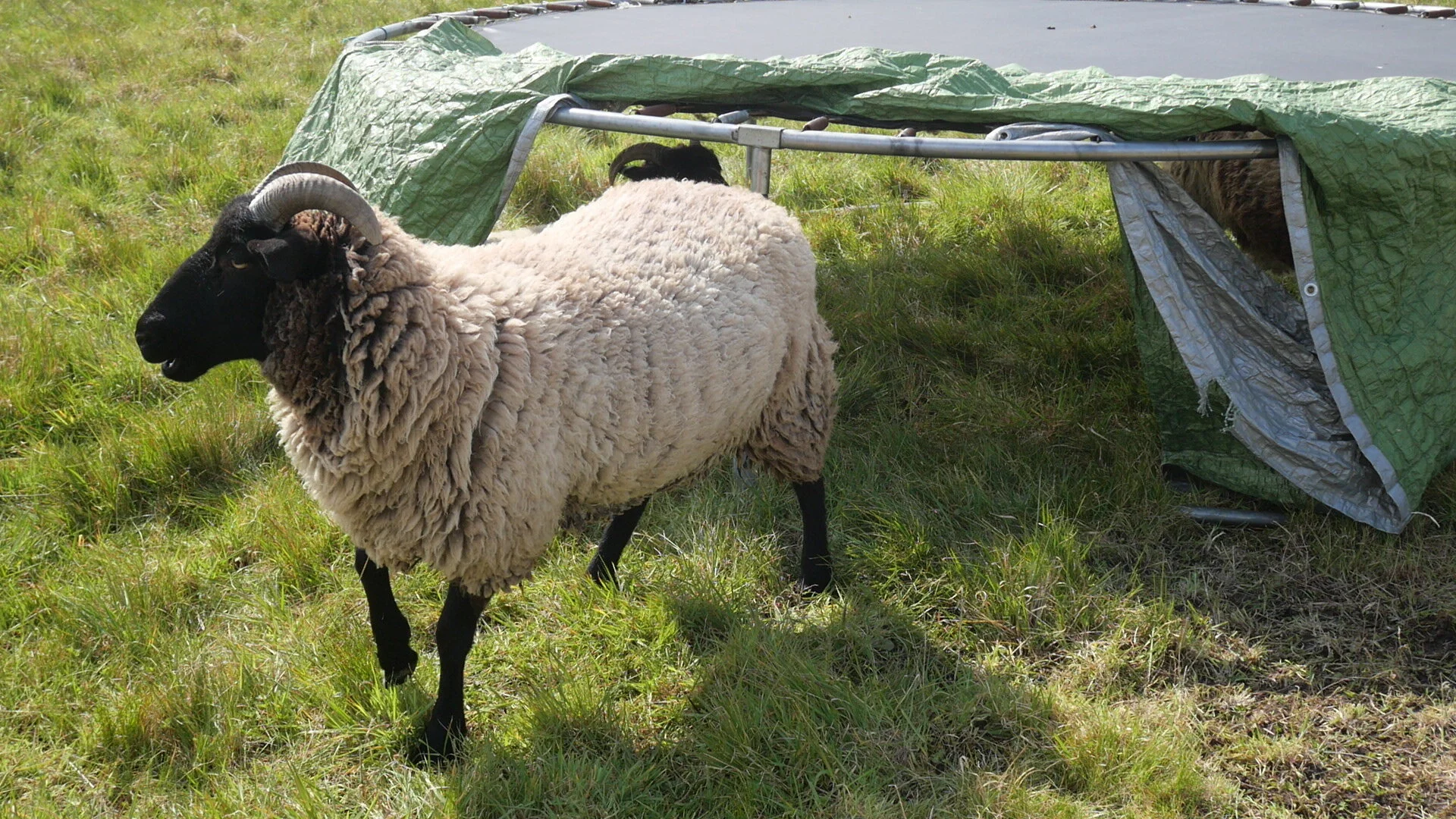 How to Rotational Graze Sheep Cheaply — Brimwood Farm