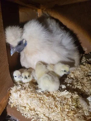 HOW TO SEX SILKIE CHICKENS — Brimwood Farm
