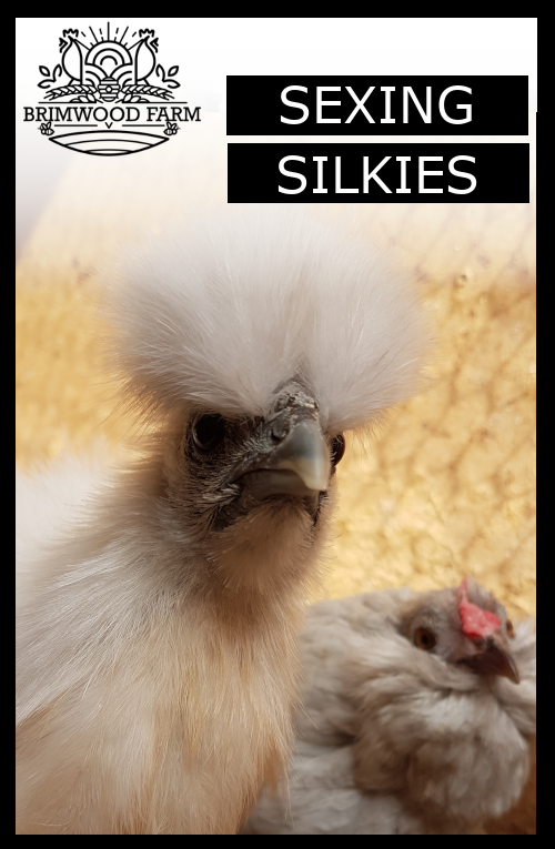 HOW TO SEX SILKIE CHICKENS â€” Brimwood Farm