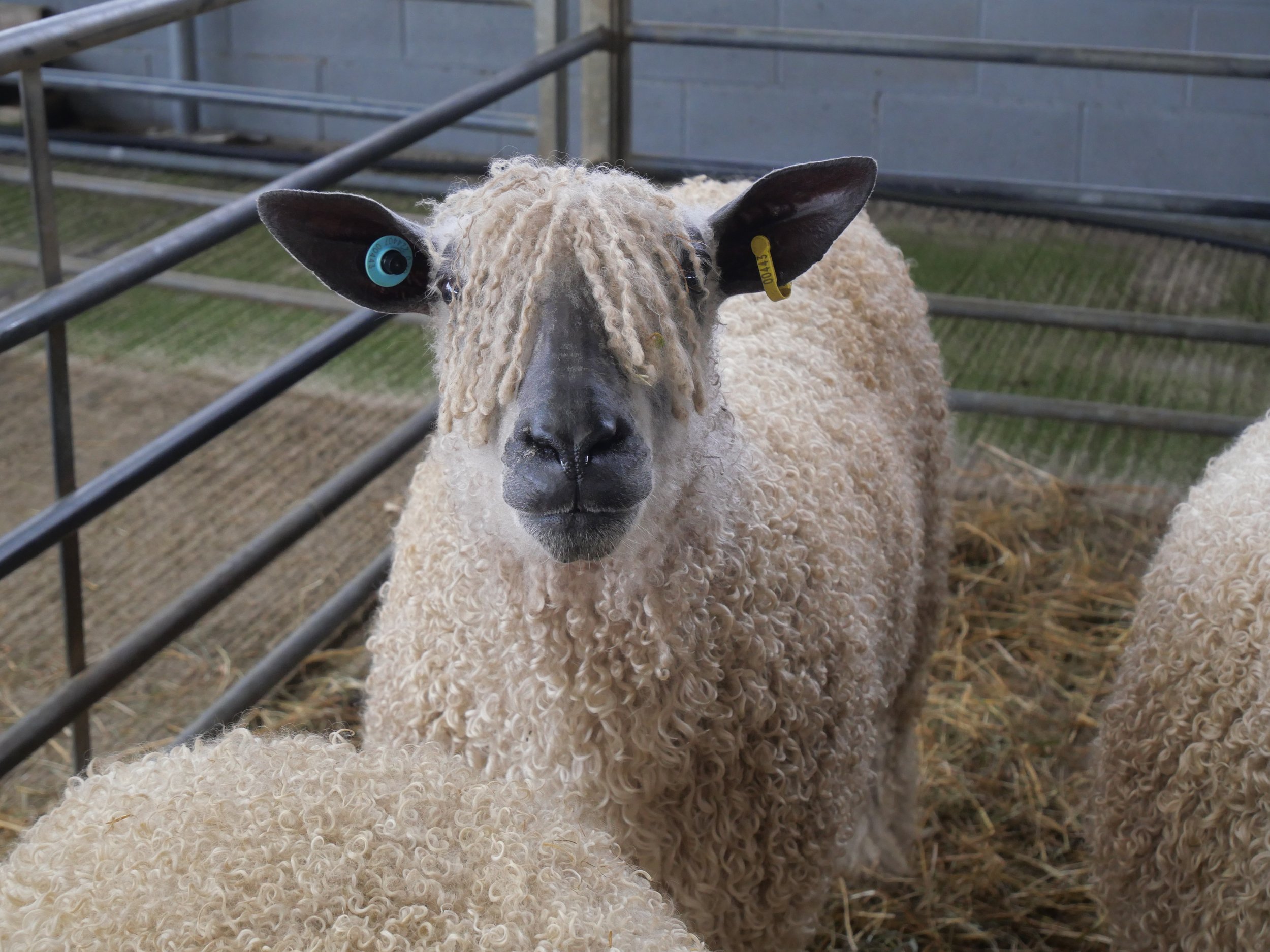 HOW TO MAKE MONEY FROM YOUR SHEEP — Brimwood Farm