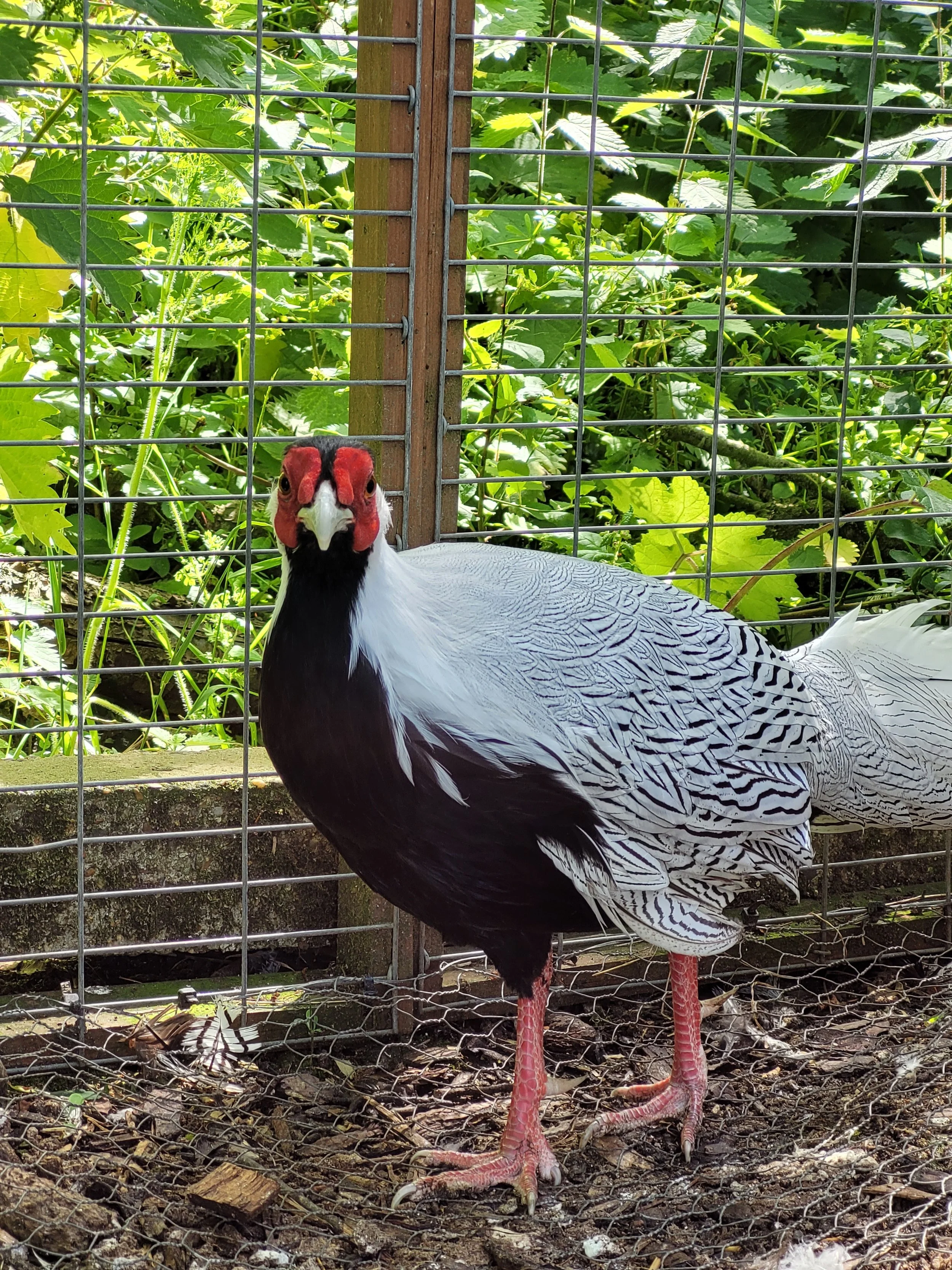Silver pheasant hatching eggs brimwood farm