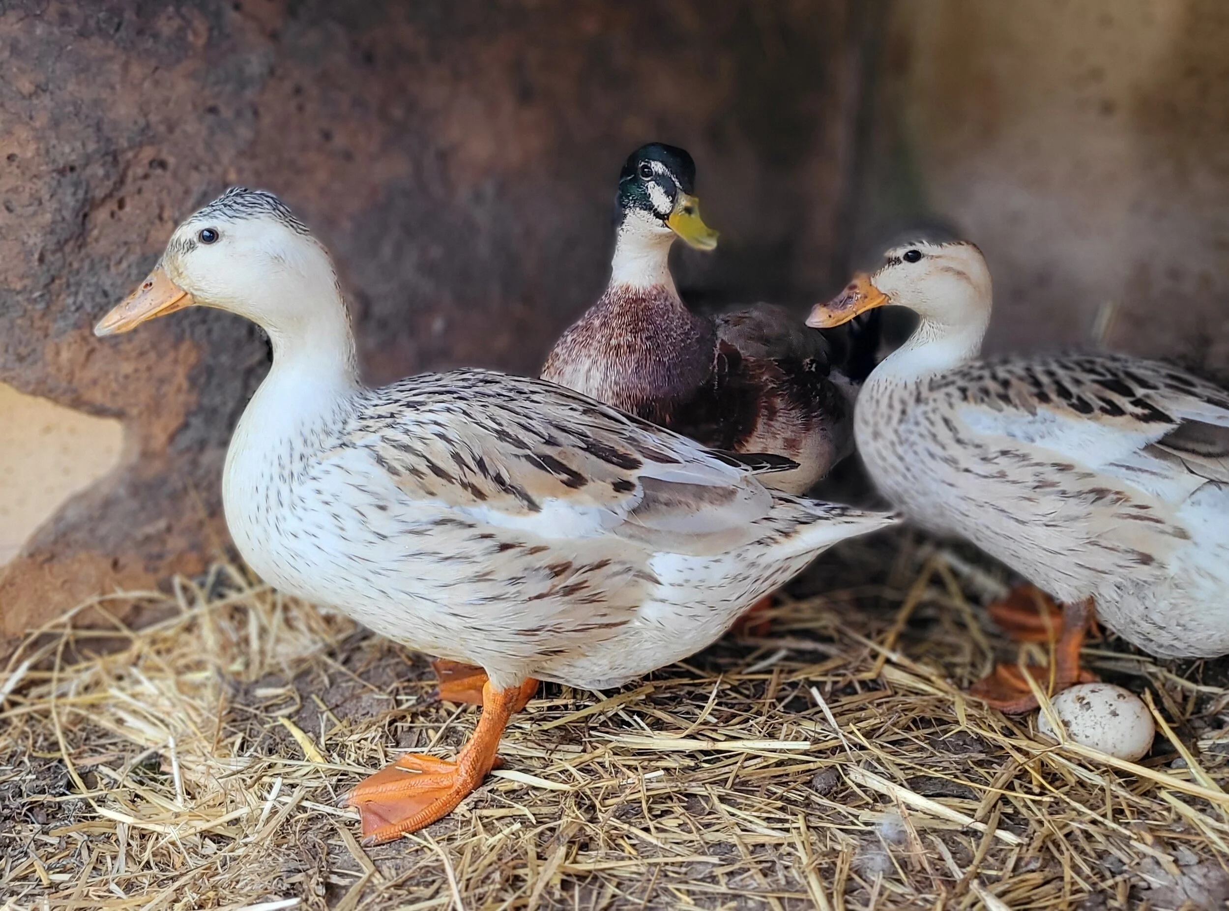 Bantam Silver Appleyard Hatching Egg — Brimwood Farm