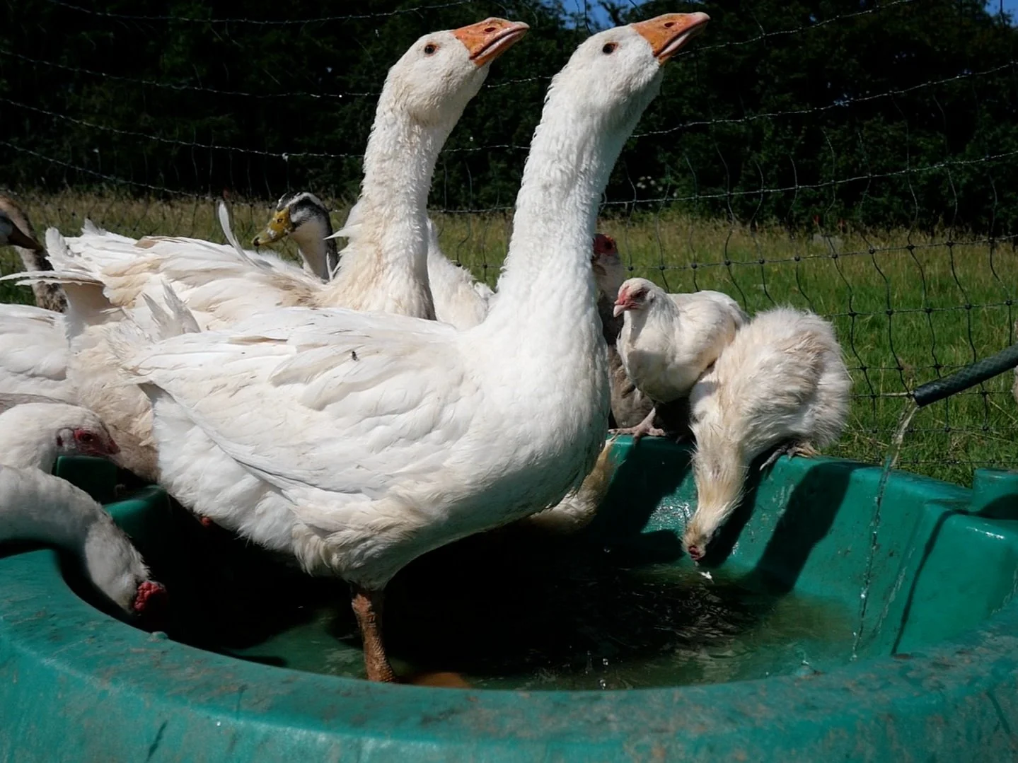 CAN DUCKS LIVE WITHOUT A POND? — Brimwood Farm